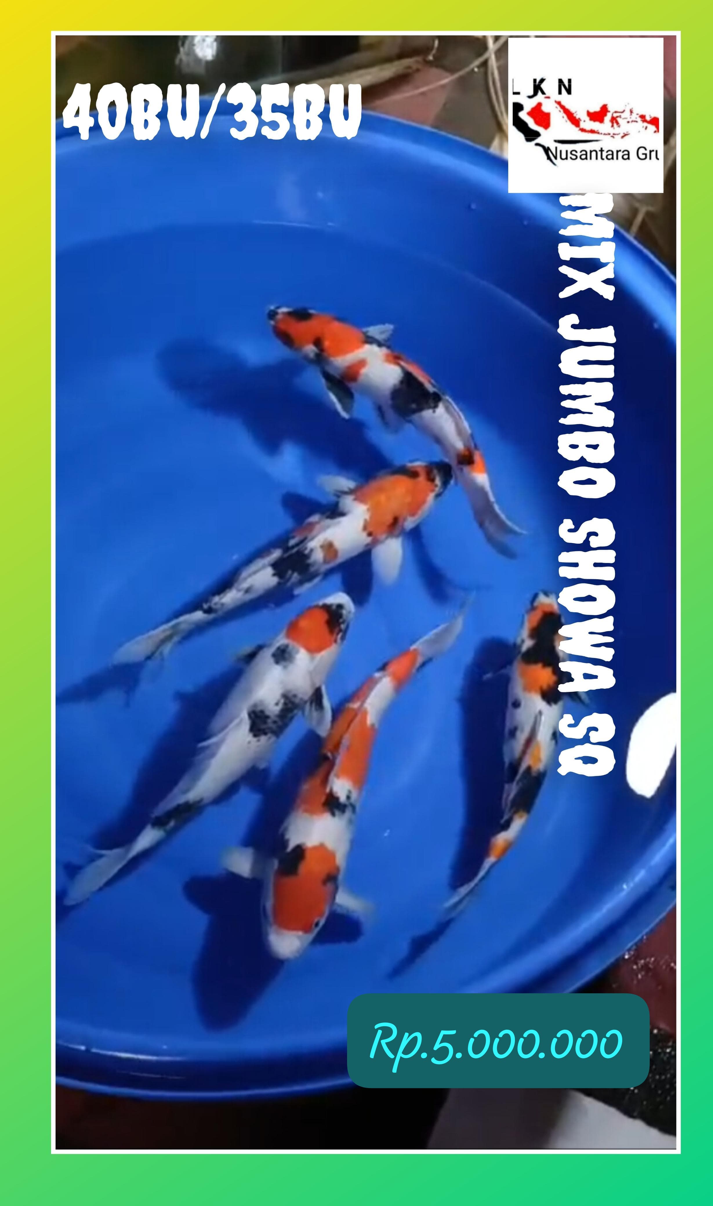 SQ JUMBOAN SHOWA 5 EKOR ISTIMEWA IKAN KELAS SULTAN LOKASI MADIUN 35BU 40BU 39cm