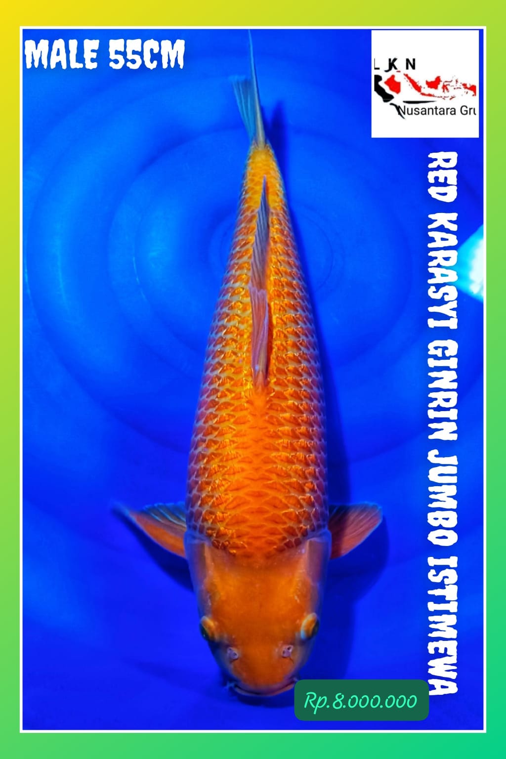 SUPER RED KARASYI GINRIN JUMBO MALE ISTIMEWA IDAMAN PARA SULTAN LOKASI MADIUN 55cm
