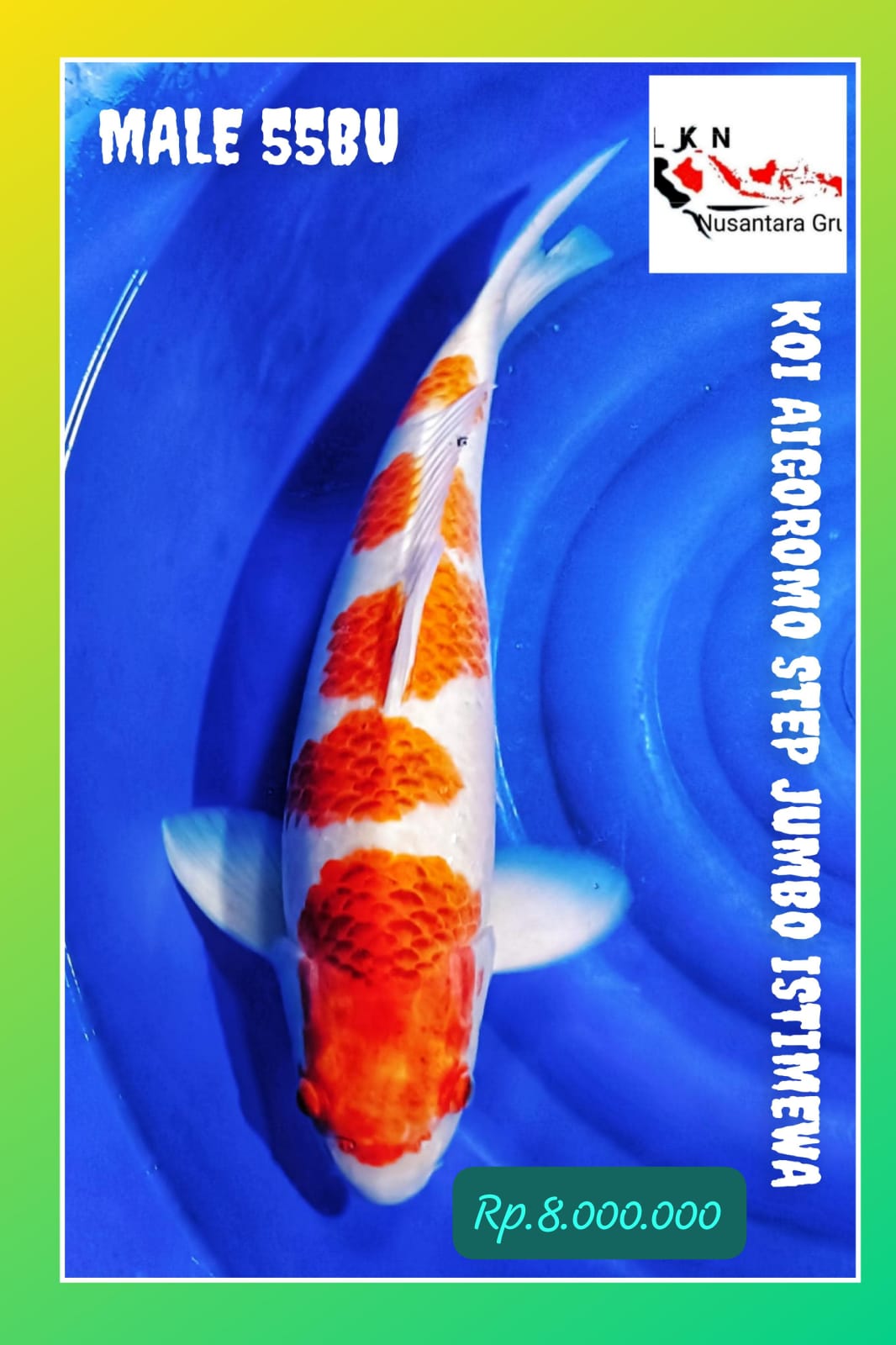 AIGOROMO JUMBO MALE GOLD STEP IKAN SUPER MEWAH KELAS SULTAN LOKASI MADIUN 55BU 54cm