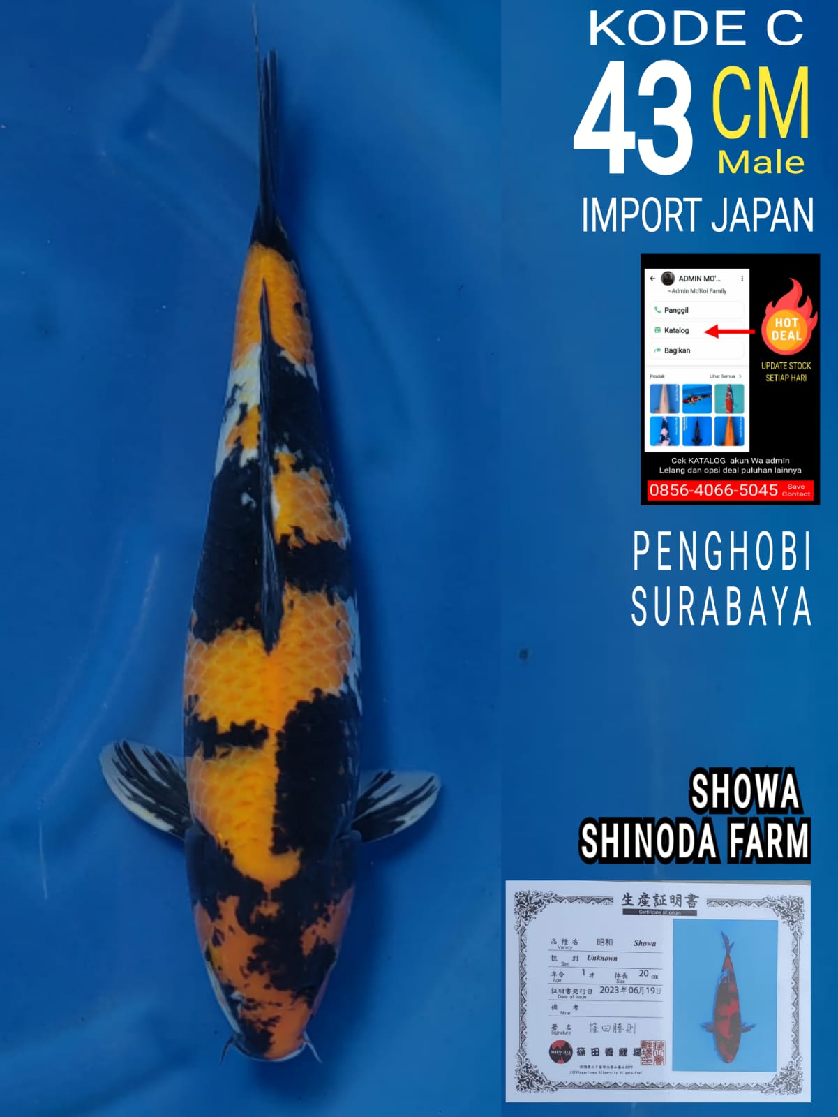 SHOWA SHINODA 43cm