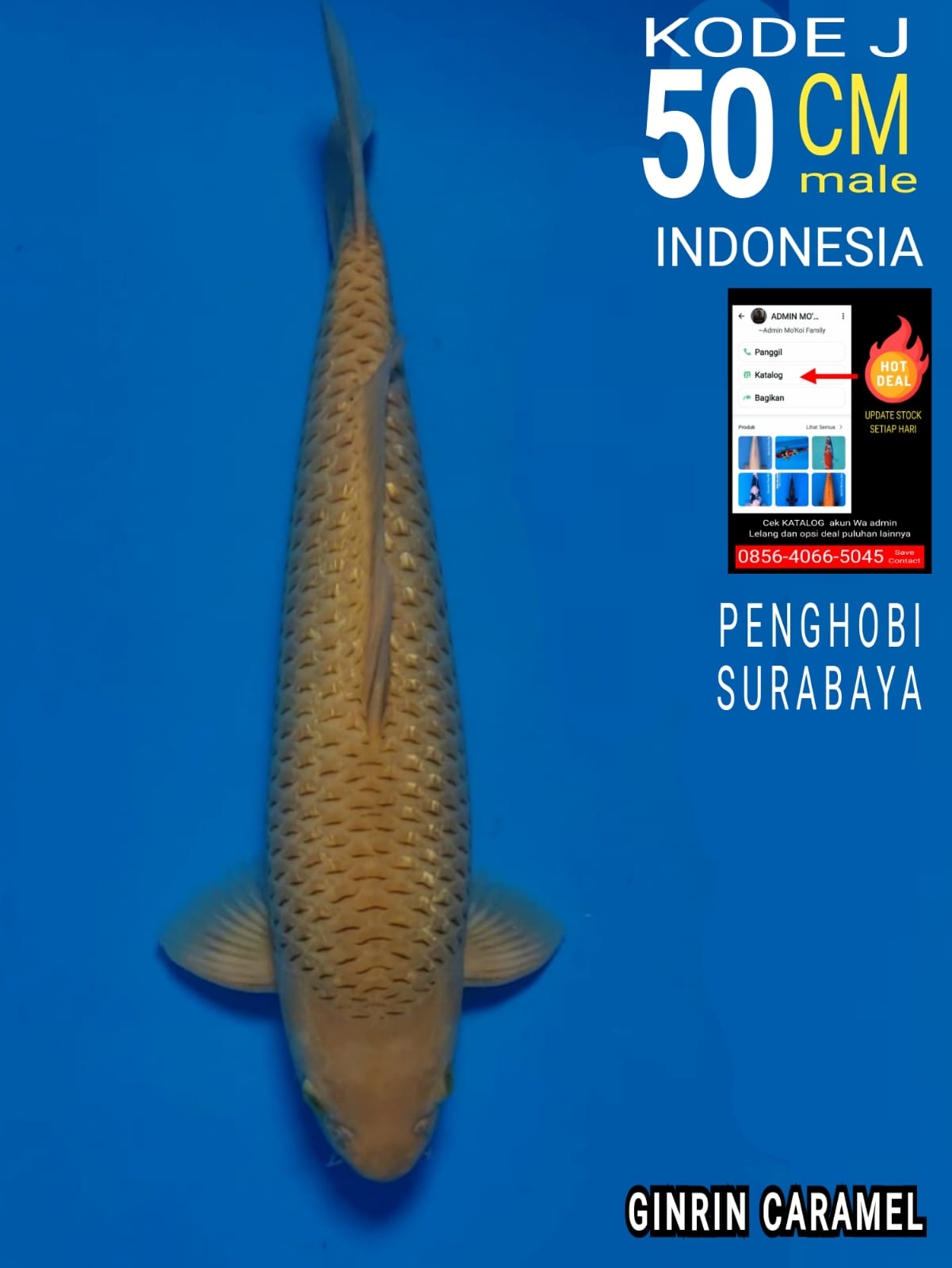 CARAMEL GINRIN 50cm
