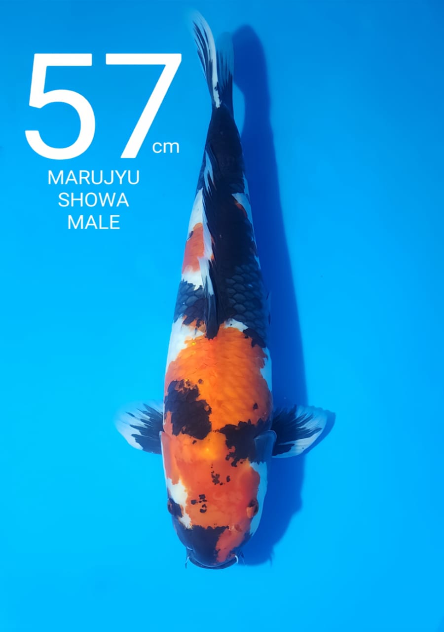 MARUJU SHOWA MALE 57cm