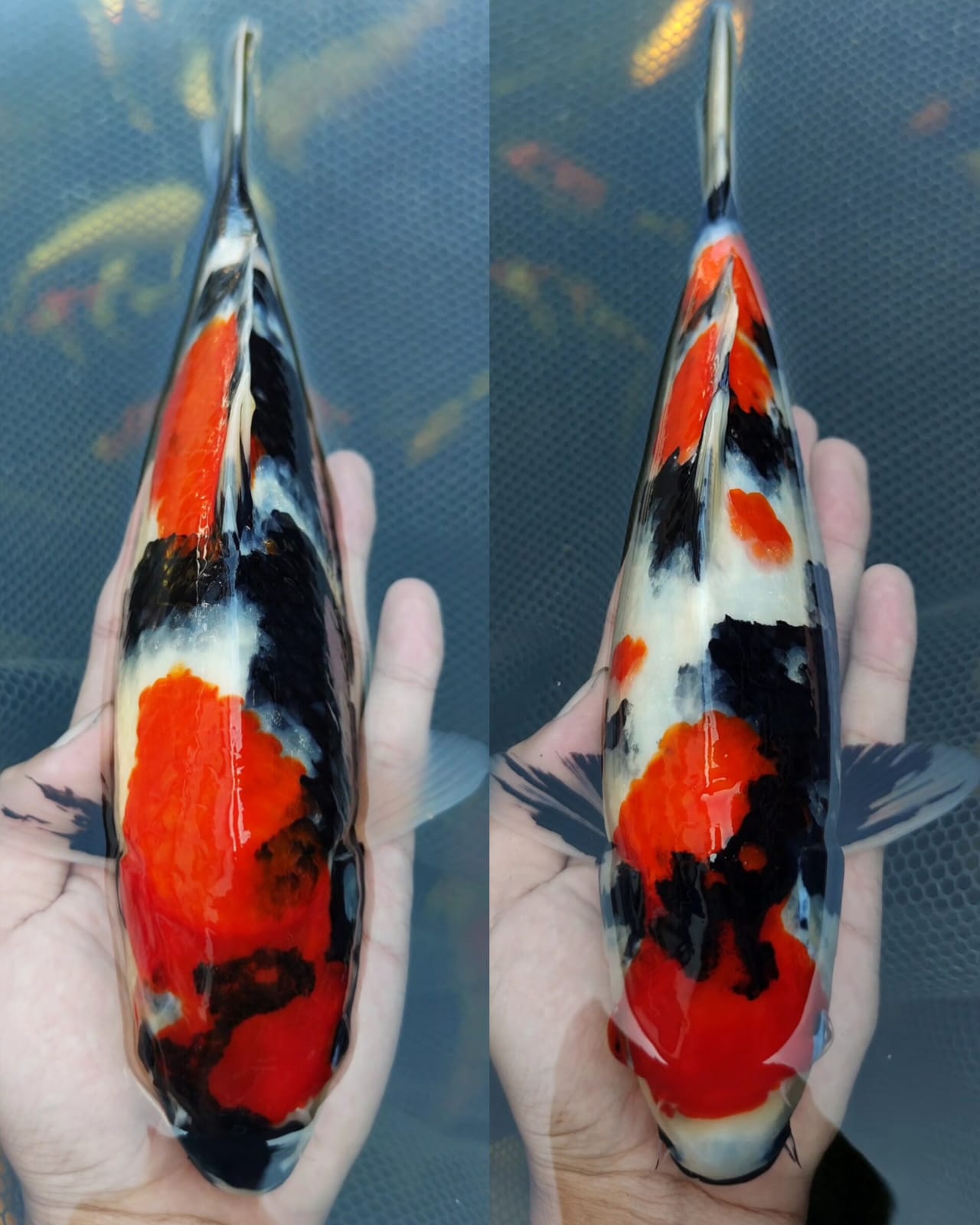 SHOWA 2 EKOR BAHAN KEEPING 27cm