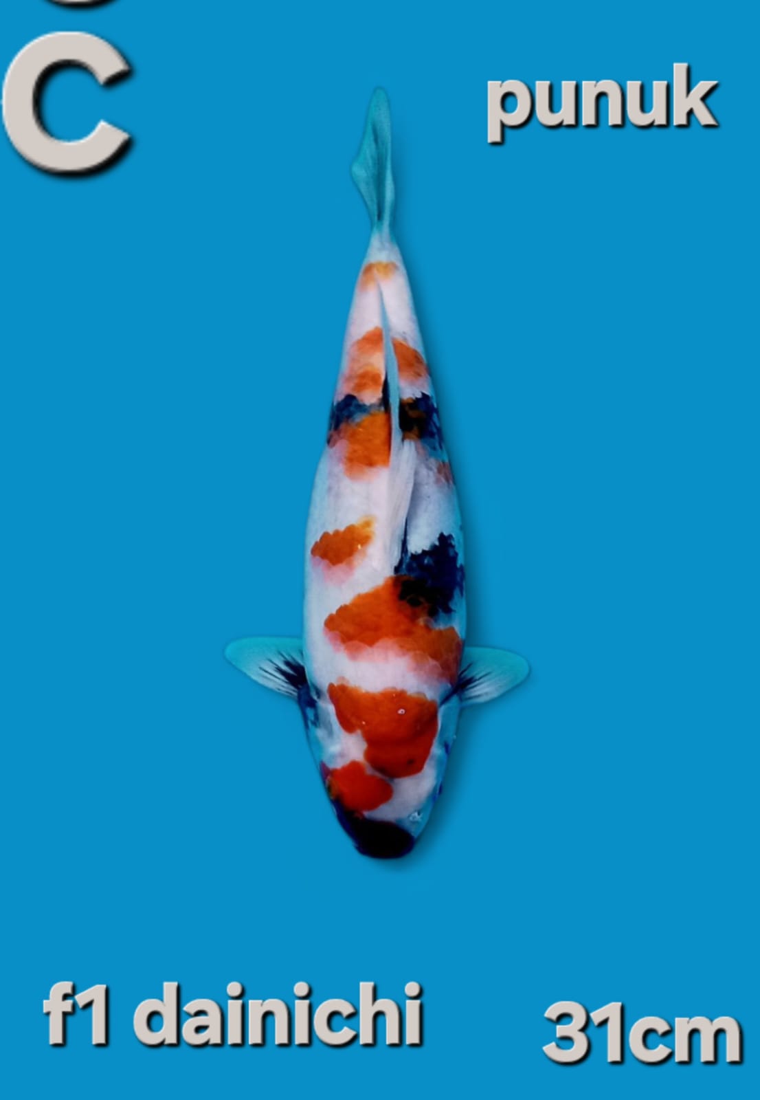 SHOWA F1DAINICI 31cm