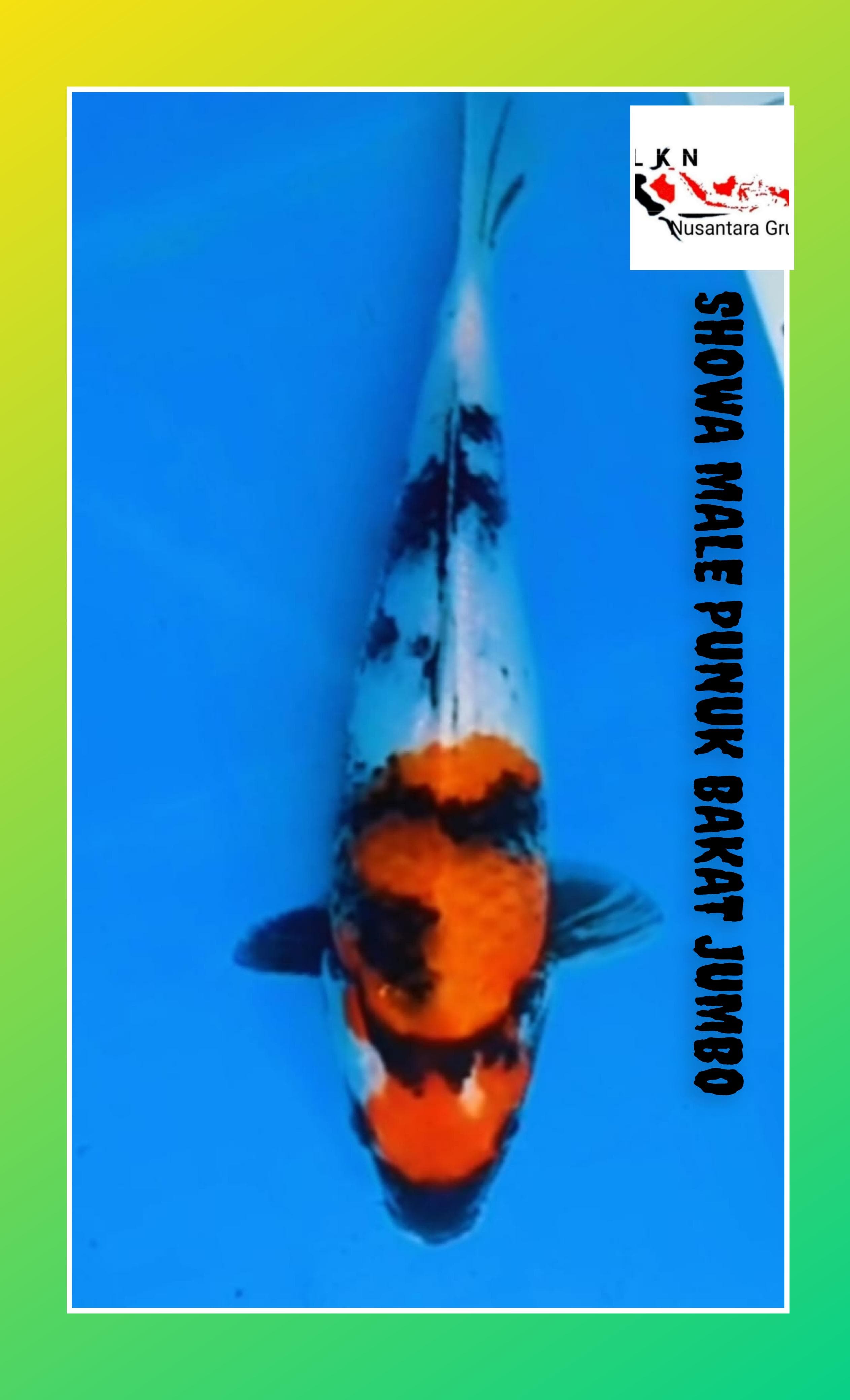 SHOWA HQ ORIGINAL PATREN CALON BAKAT JUMBO PUNUK LOKASI BKC 27cm