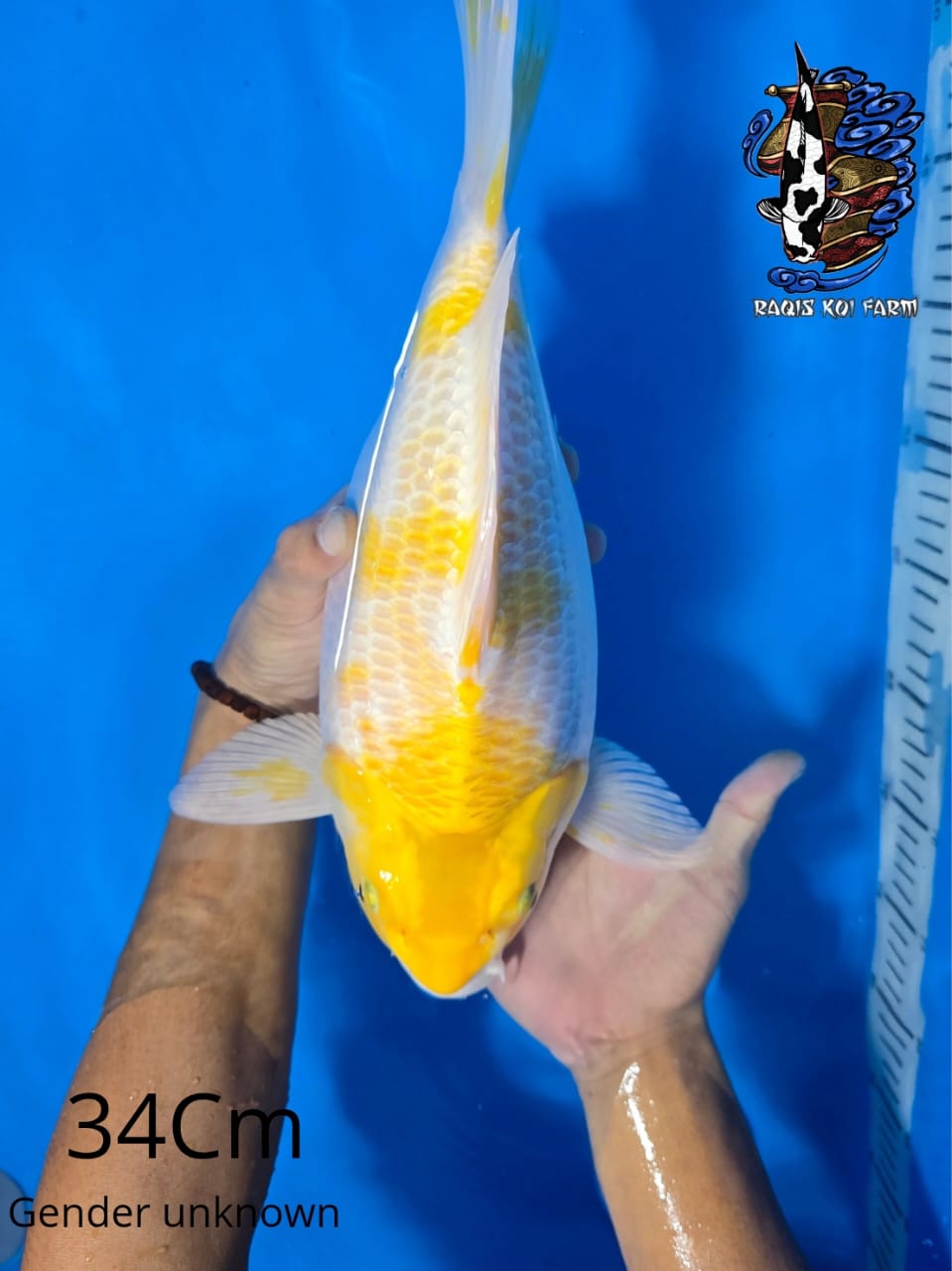 SAKURA OGON SHORT BODY 34cm