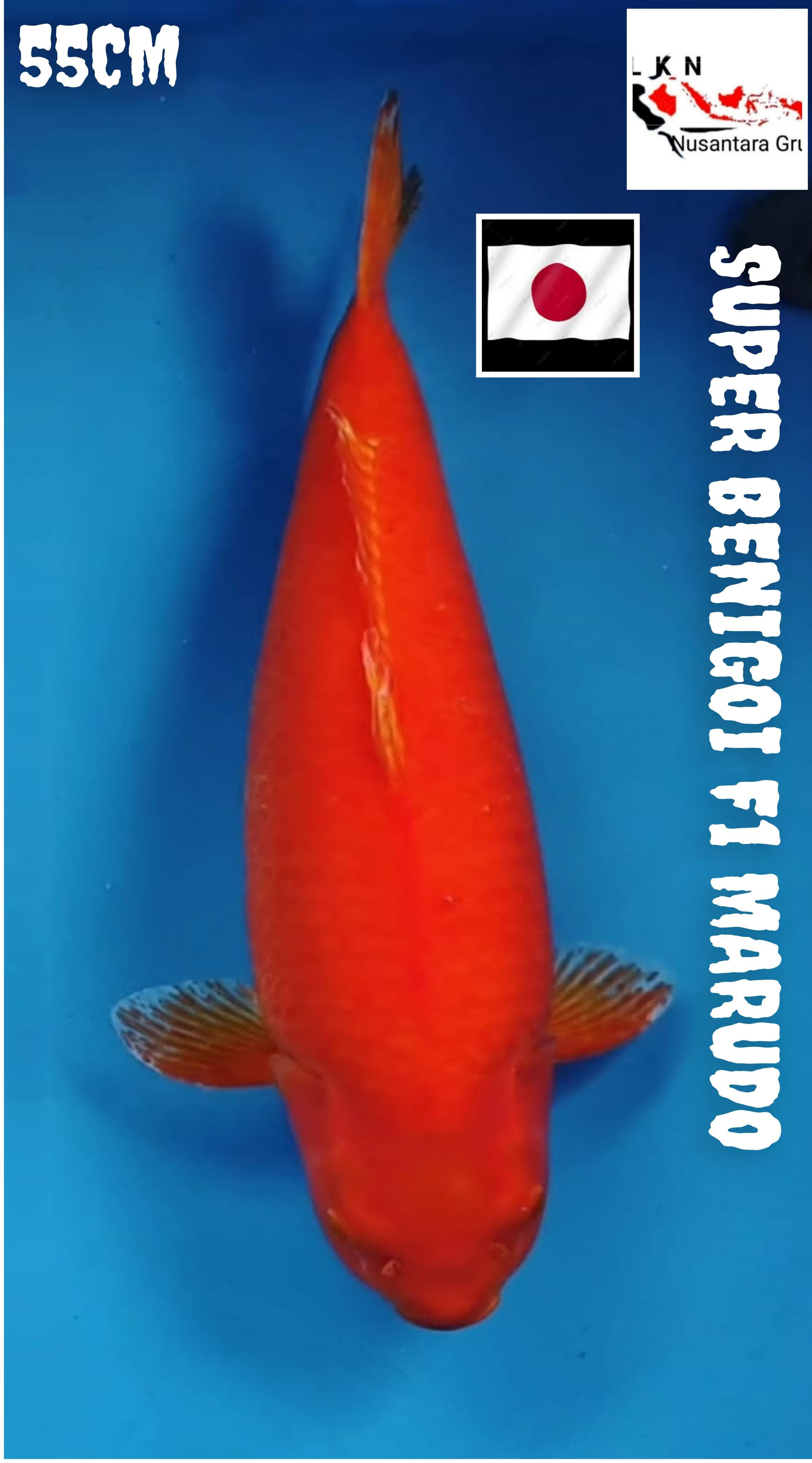 F1 MARUDO BENIGOI BODY KAPAL SELAM IKAN MEWAH IKANNYA PARA SULTAN LOLASI MADIUN 55cm