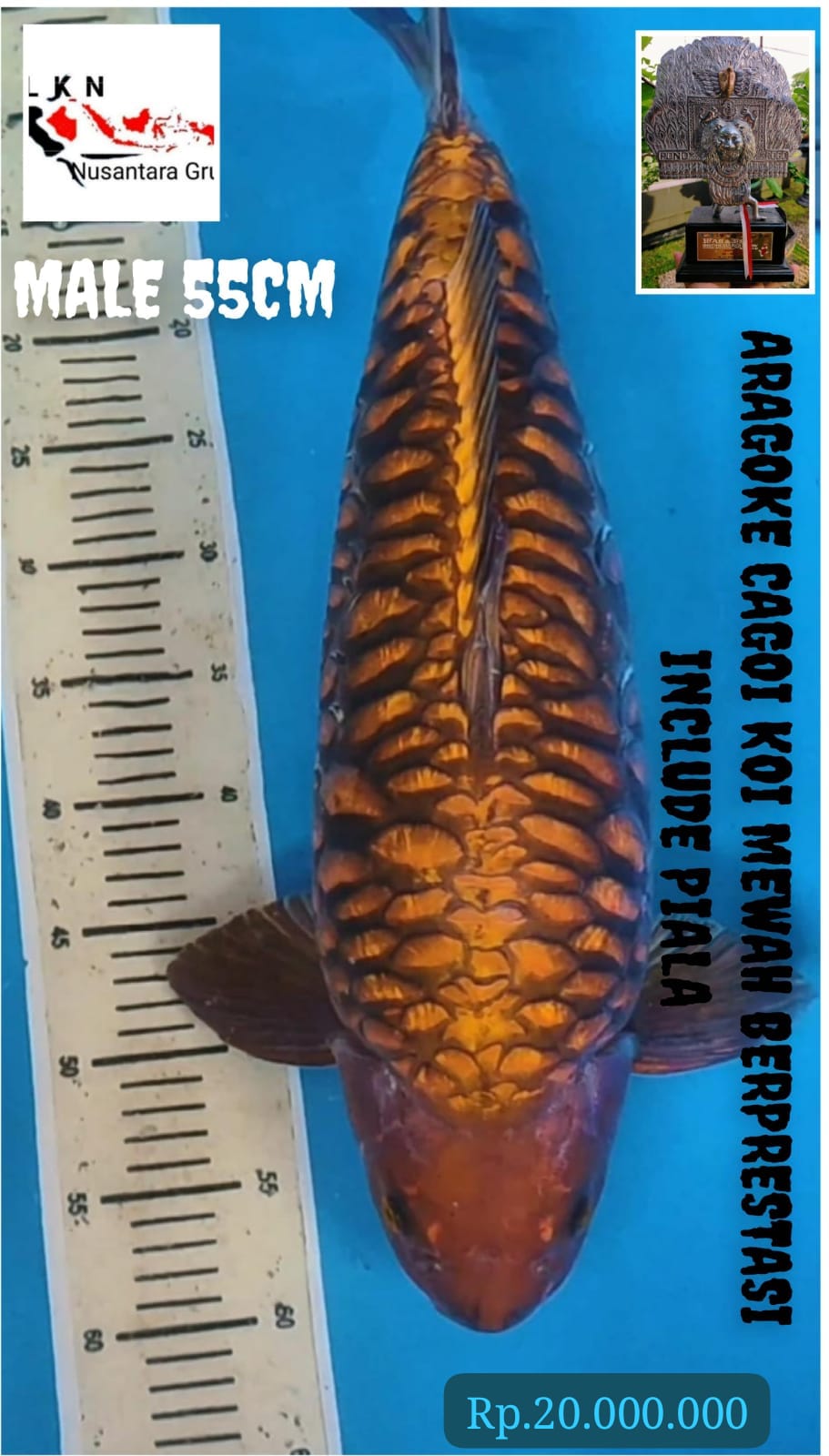 ARAGOKE CAGOI IKAN BERPRESTASI INCLUDE PIALA SUPER MEWAH JUMBO MALE LOKASI MADIUN 55cm