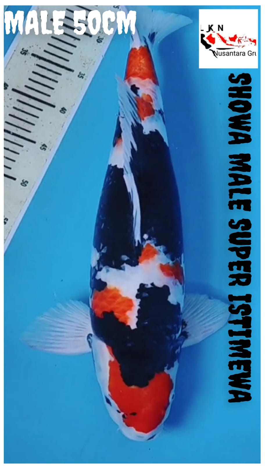 SHOWA MALE BODY TORPEDO IKAN JUMBO DAN BERBAKAT JUMBO LOKASI MADIUN 50cm