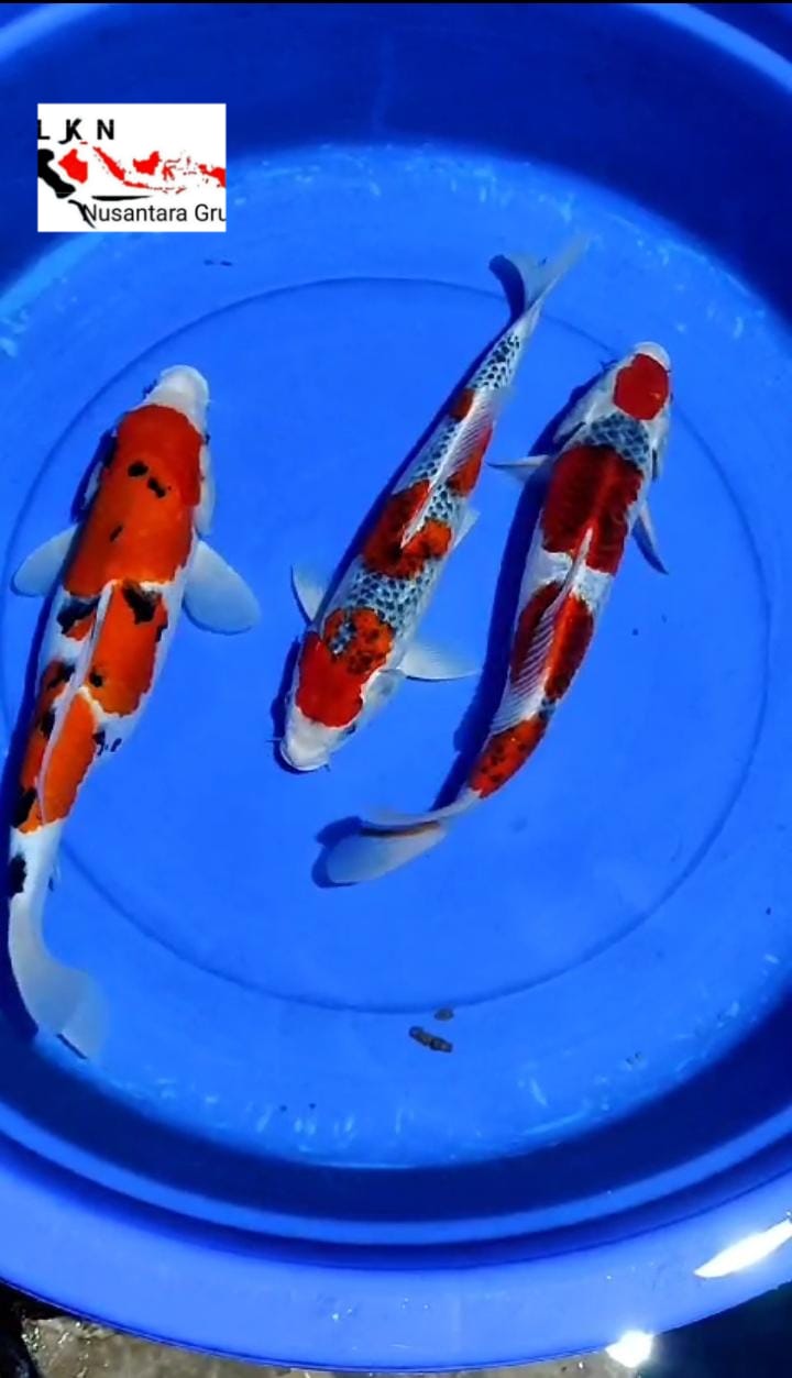 PKT MIX 3 EKOR SUPER IKAN ISTIMEWA LOKASI BLITAR 3537cm