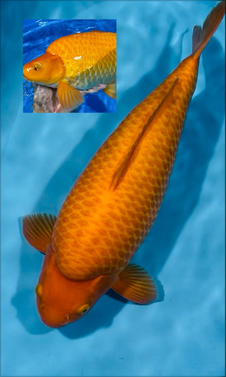 KARASI SUPER QUALITY 50cm