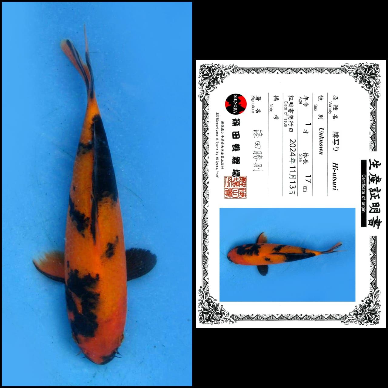 HI UTSURI IMPORT MALE 17cm