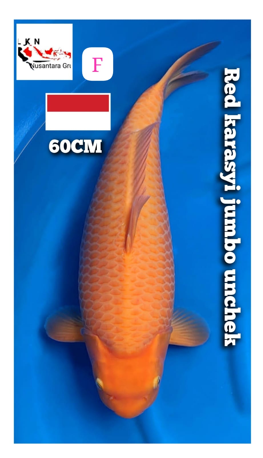 SUPER RED KARASYI JUMBO UNCHEK LOKASI CIKARANG 60cm