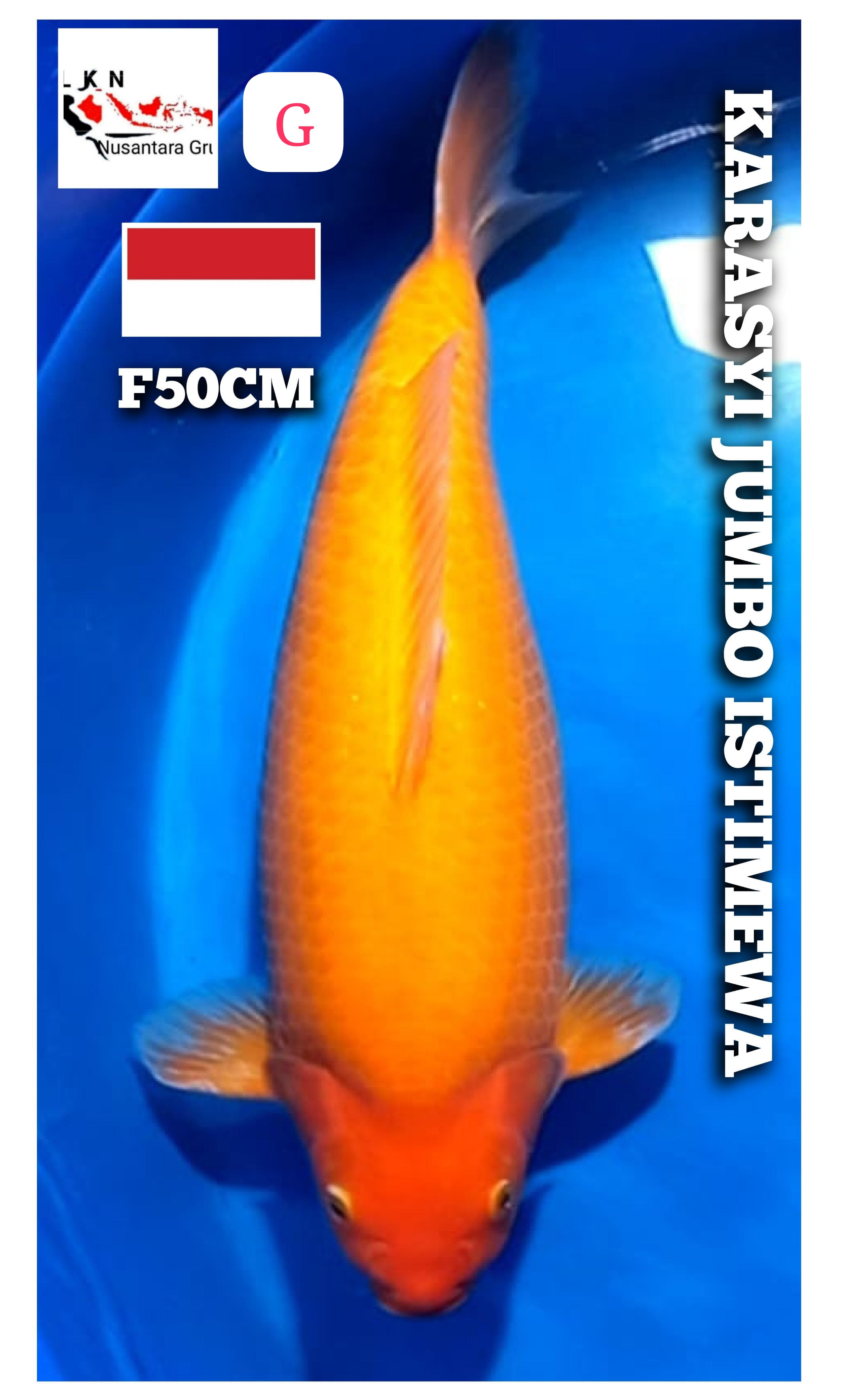 KARASYI JUMBO ISTIMEWA FEMALE LOKASI CIKARANG 50cm