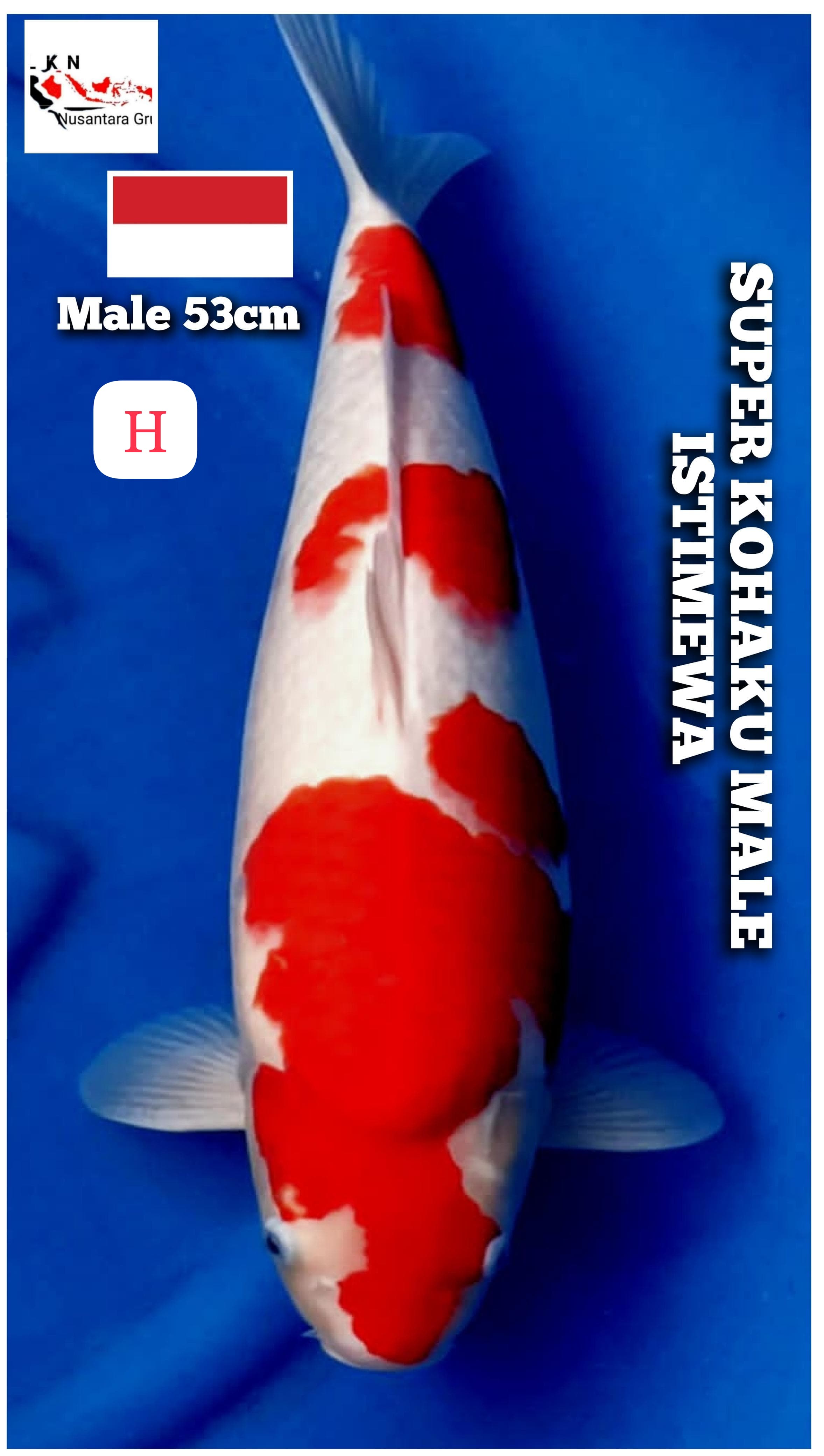 KOHAKU JUMBO MALE ISTIMEWA LOKASI CIKARANG 53cm