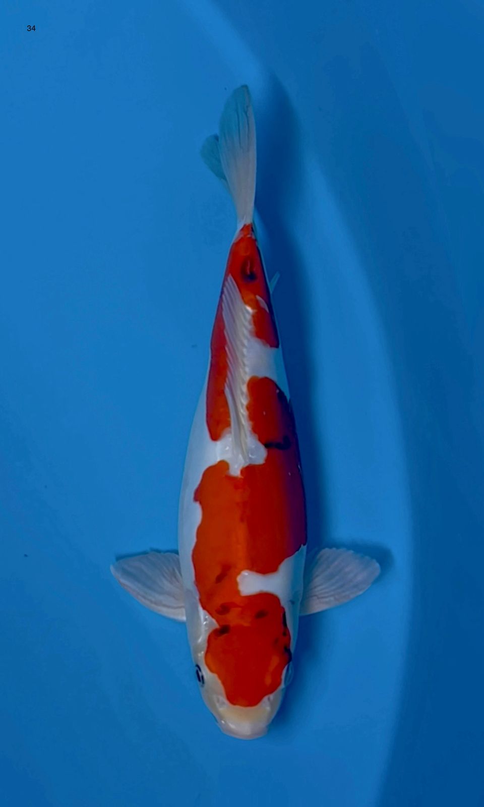 BENI KIKO INAZUMA 34cm