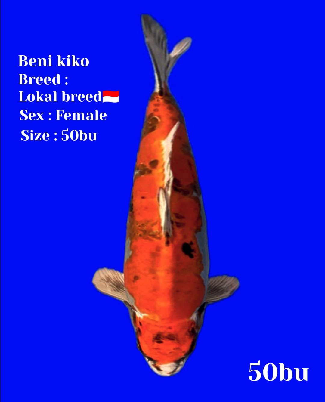 BENI KIKO DOITSU 50BU 48cm