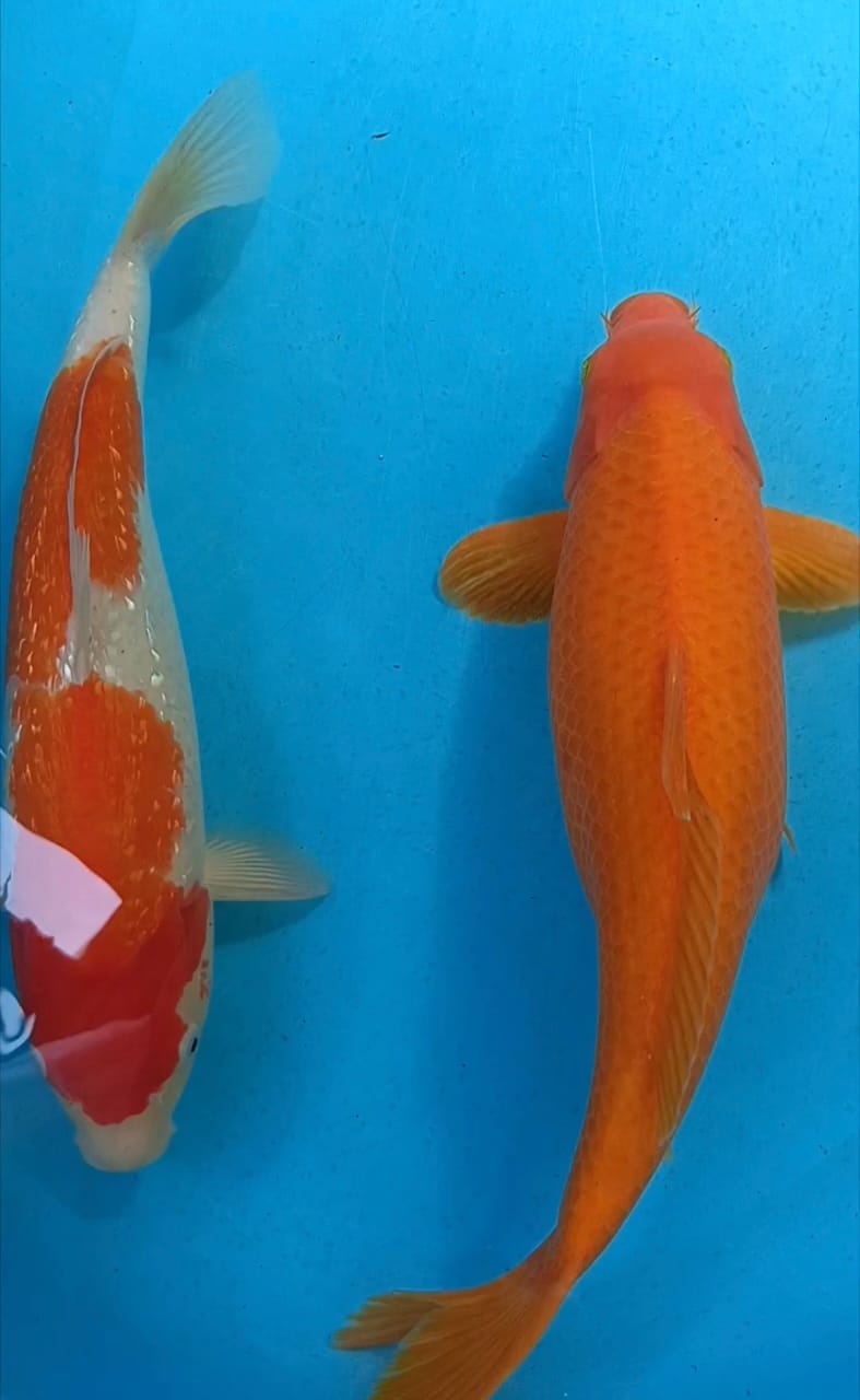 KOHAKU GINRIN IMPOR NON SERTIFIKATDAN RED KARASHI 4244cm