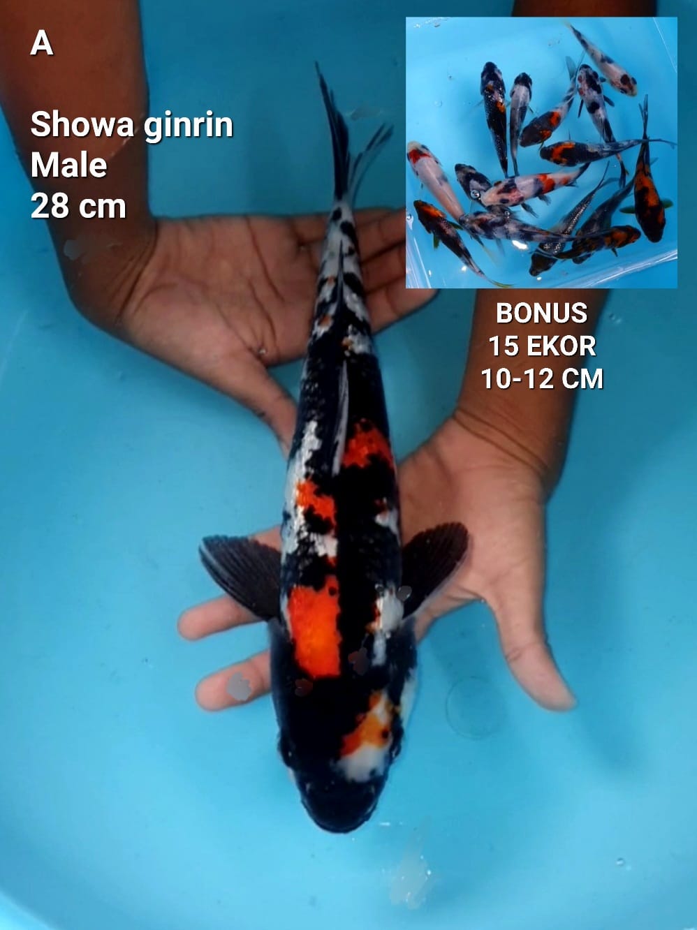 SHOWA GINRIN STRONG MALE 28cm ADA BONUS 15 EKOR SIZE 10 12cm