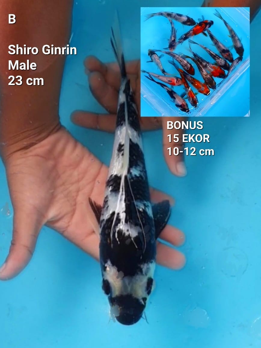 SHIRO GINRIN 23cm MALE BONUS 15 EKOR SIZE 10 12cm