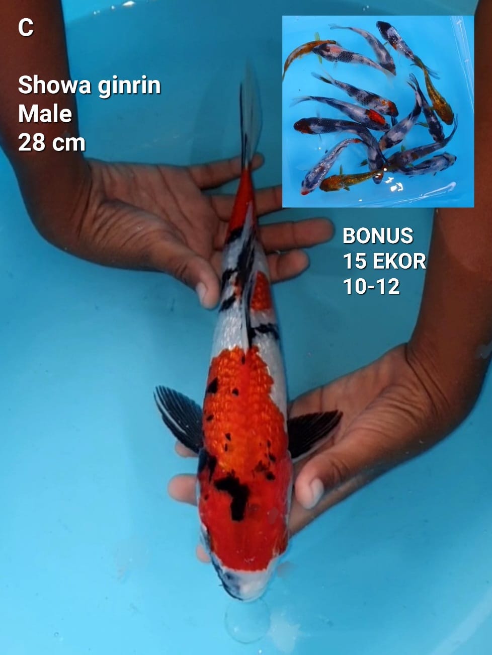 SHOWA GINRIN STRONG 27cm MALE BONUS 15 EKOR SIZE 10 12cm