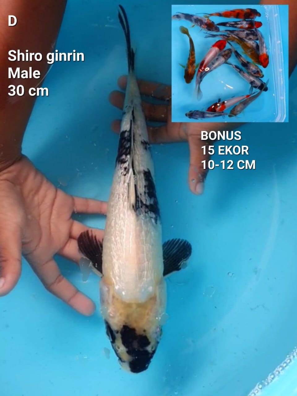SHIRO GINRIN 30cm MALE BONUS 15 EKOR SIZE 10 12cm