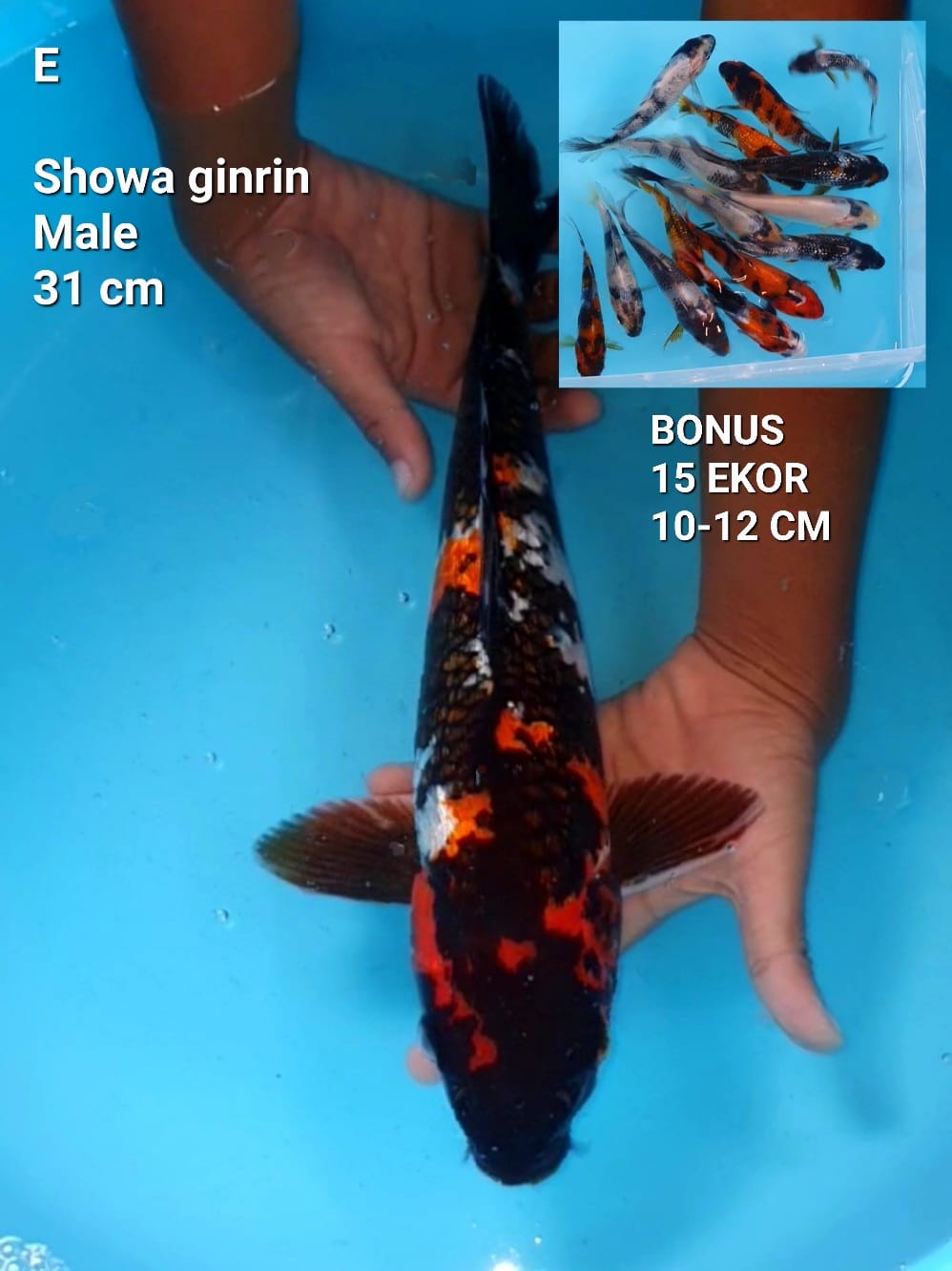 SHOWA GINRIN 31cm MALE BONUS 15 EKOR SIZE 10 12cm