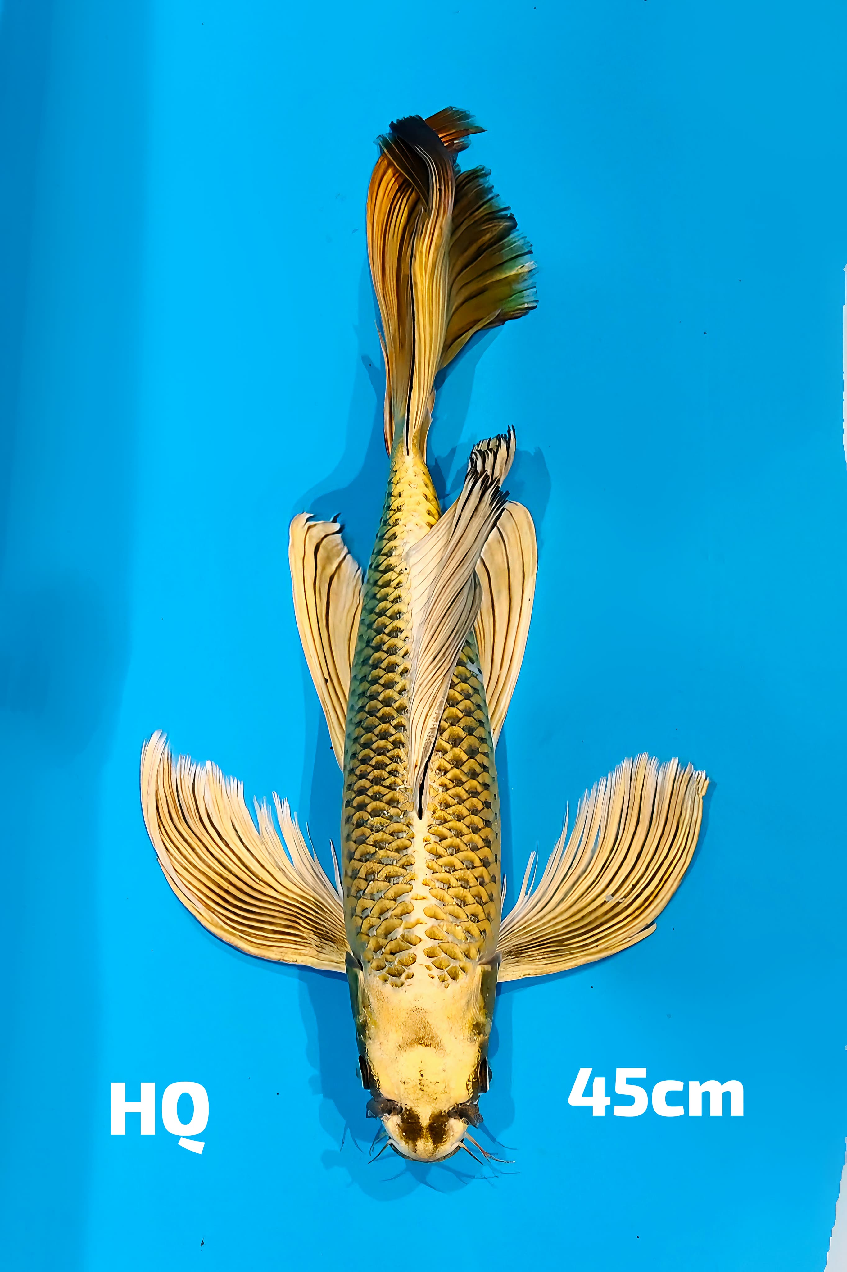 KUMPAY MUKASI GOLD GONDRONG HQ 45cm