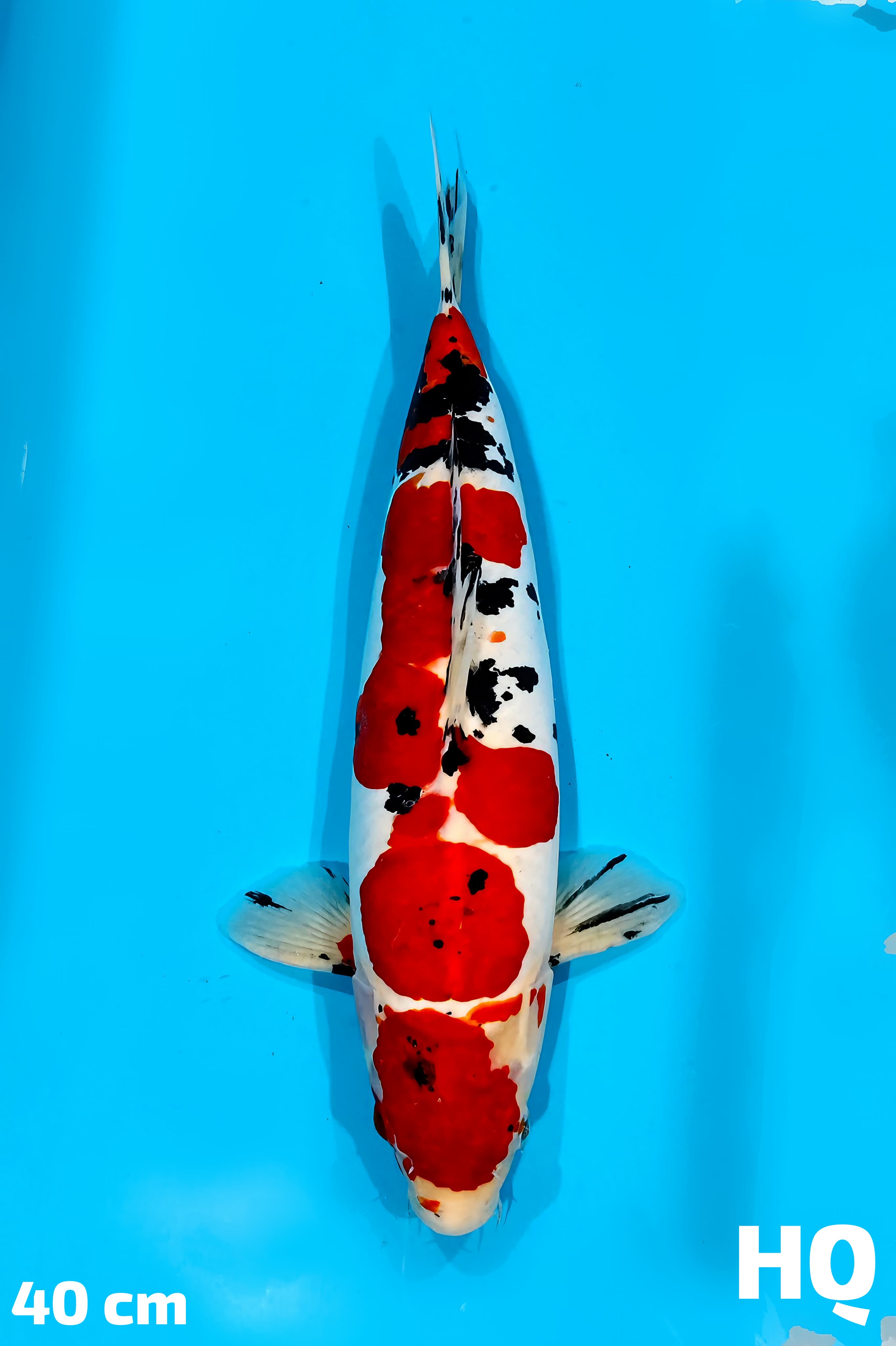 SANKE DOITSU MURNI HQ 40cm