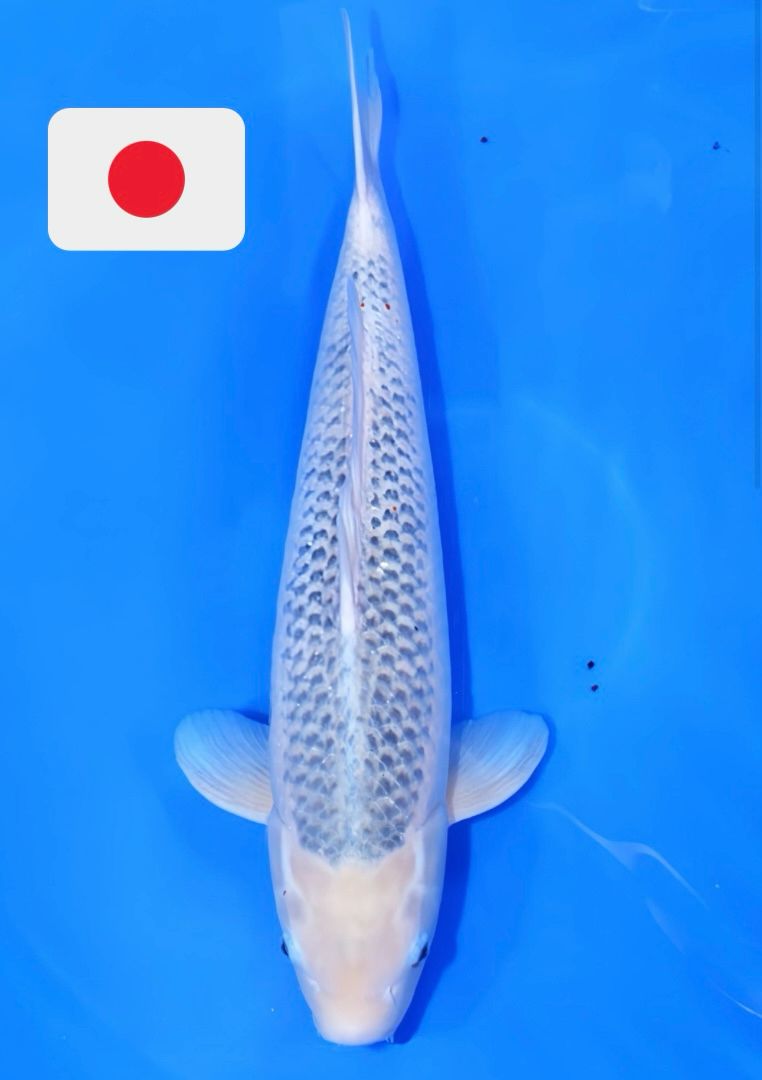 ASAGI OYA KOI FARM 60cm