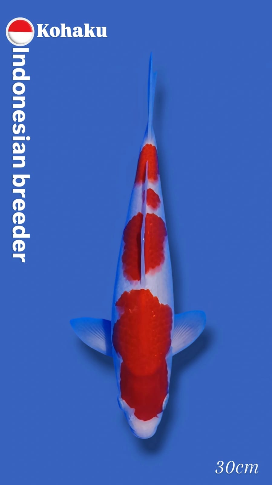 KOHAKU 30cm