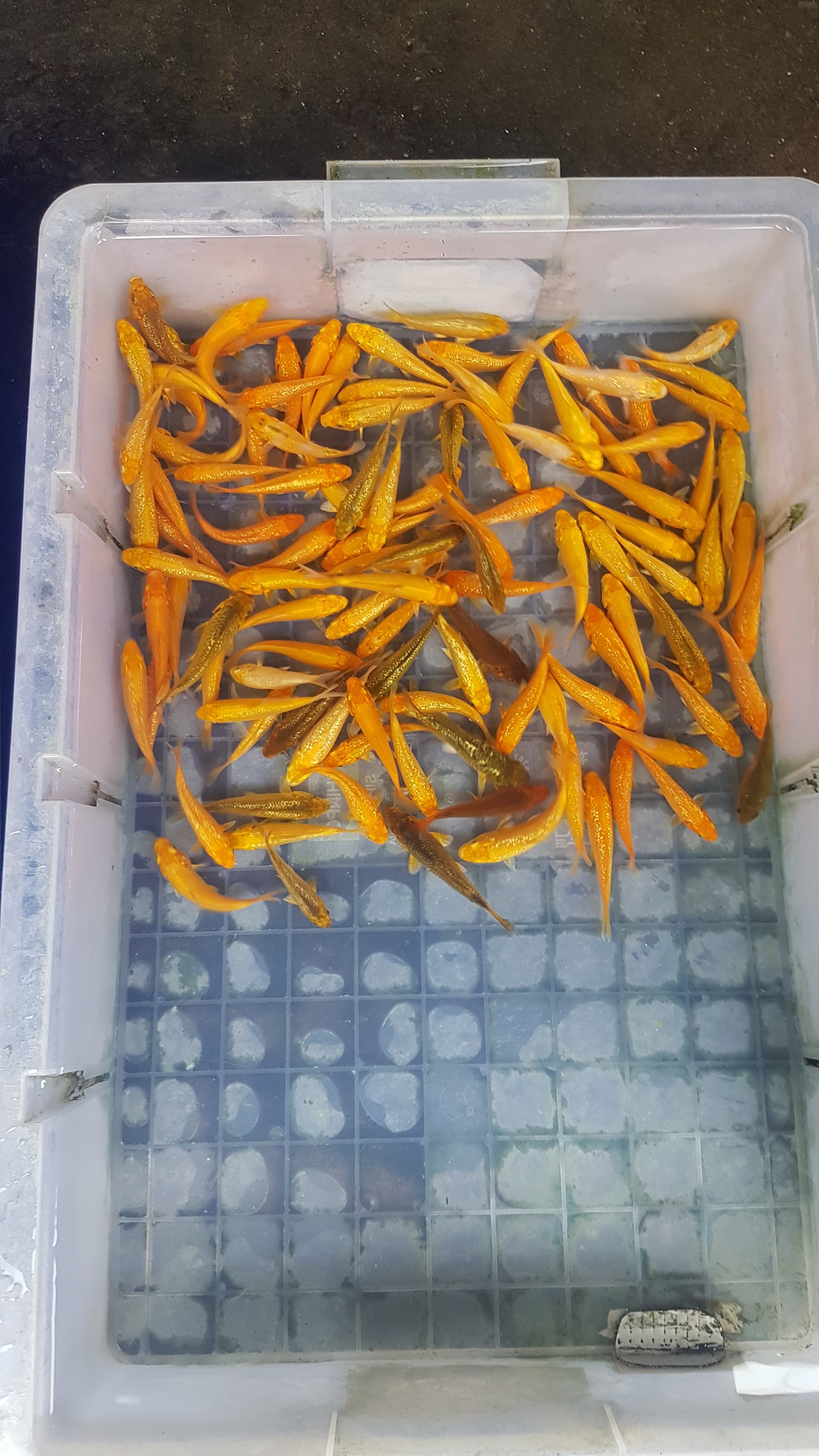 BIBITAN MIX KARASI VS KARAMEL GINRIN DAN NON GINRIN 100EKOR GRADE A 710cm