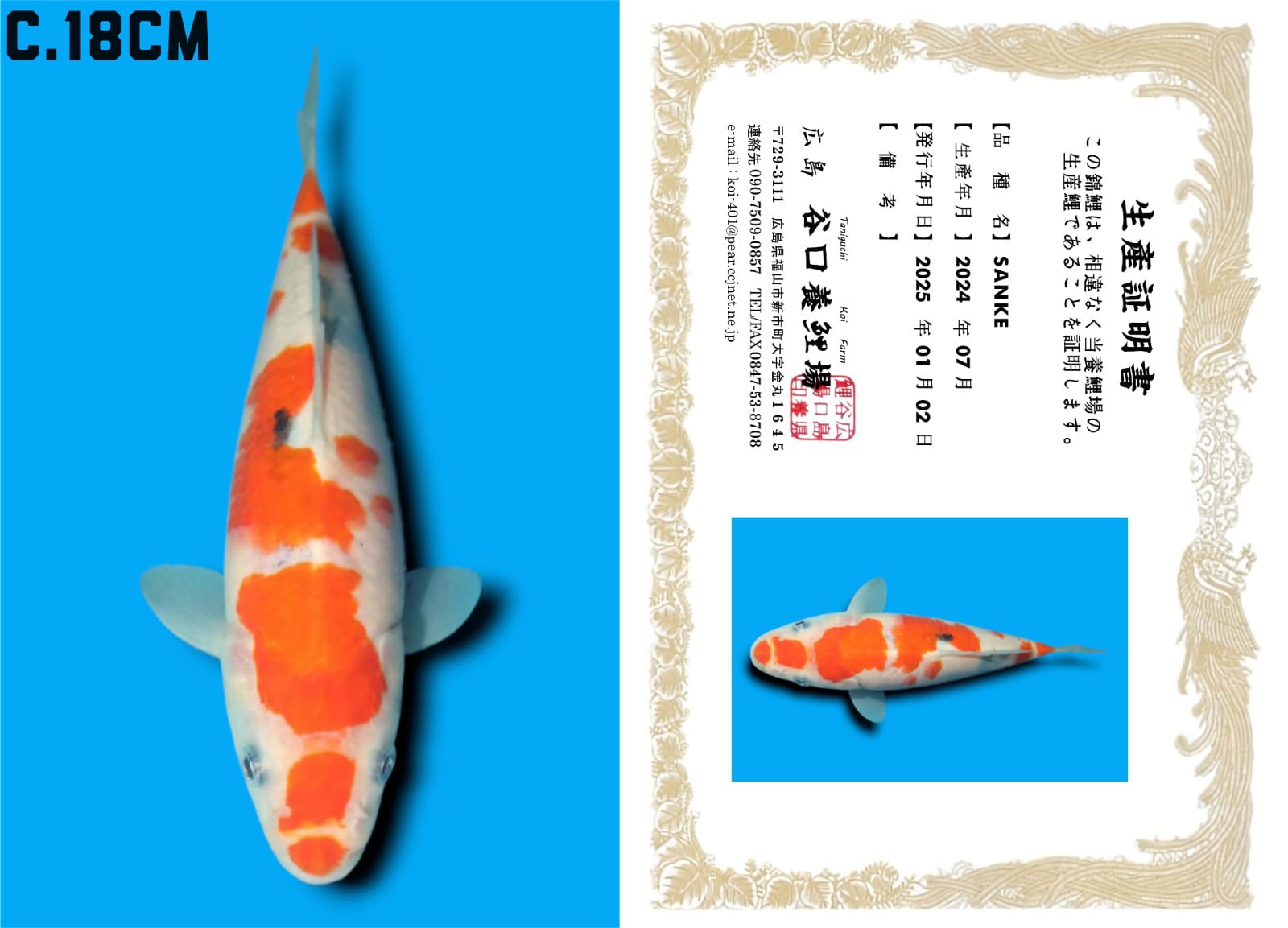 HQ SANKE IMPORT TANIGUCHI FARM CALON JUMBO 18cm