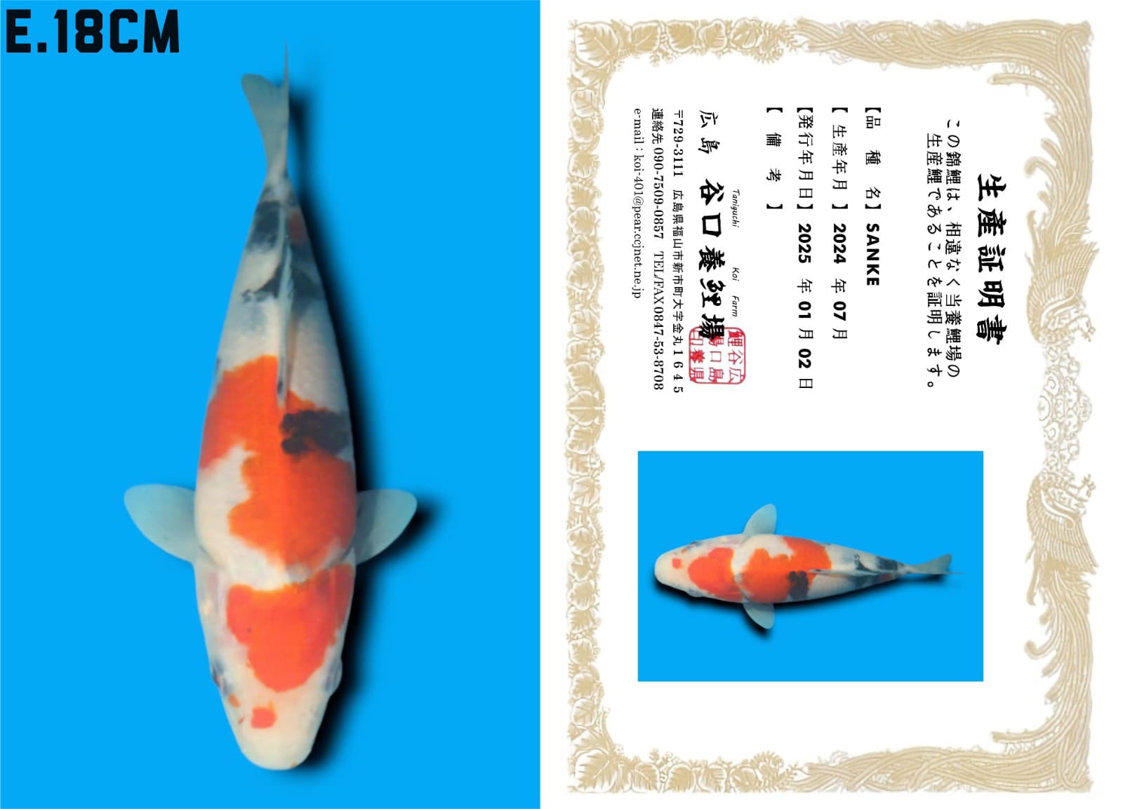 HQ SANKE IMPORT TANIGUCHI FARM CALON JUMBO 18cm