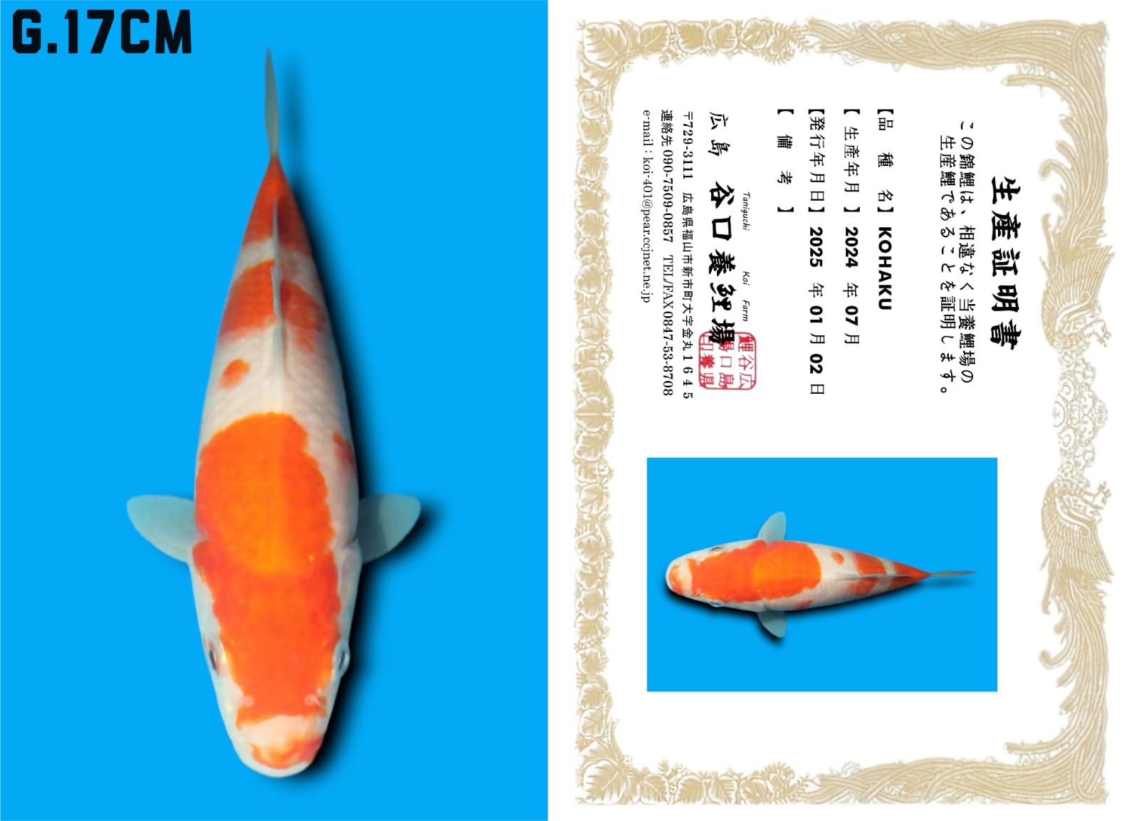 HQ KOHAKU IMPORT TANIGUCHI FARM CALON JUMBO 17cm