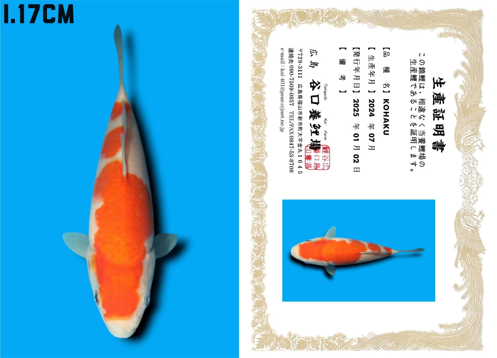 HQ KOHAKU IMPORT TANIGUCHI FARM CALON JUMBO 17cm