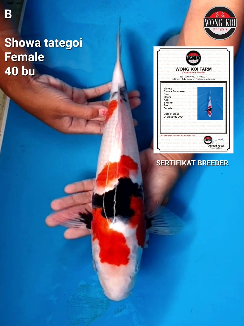 SHOWA TATEGOI HIGH QUALITY BERSETIFIKAT BREEDER 38cm