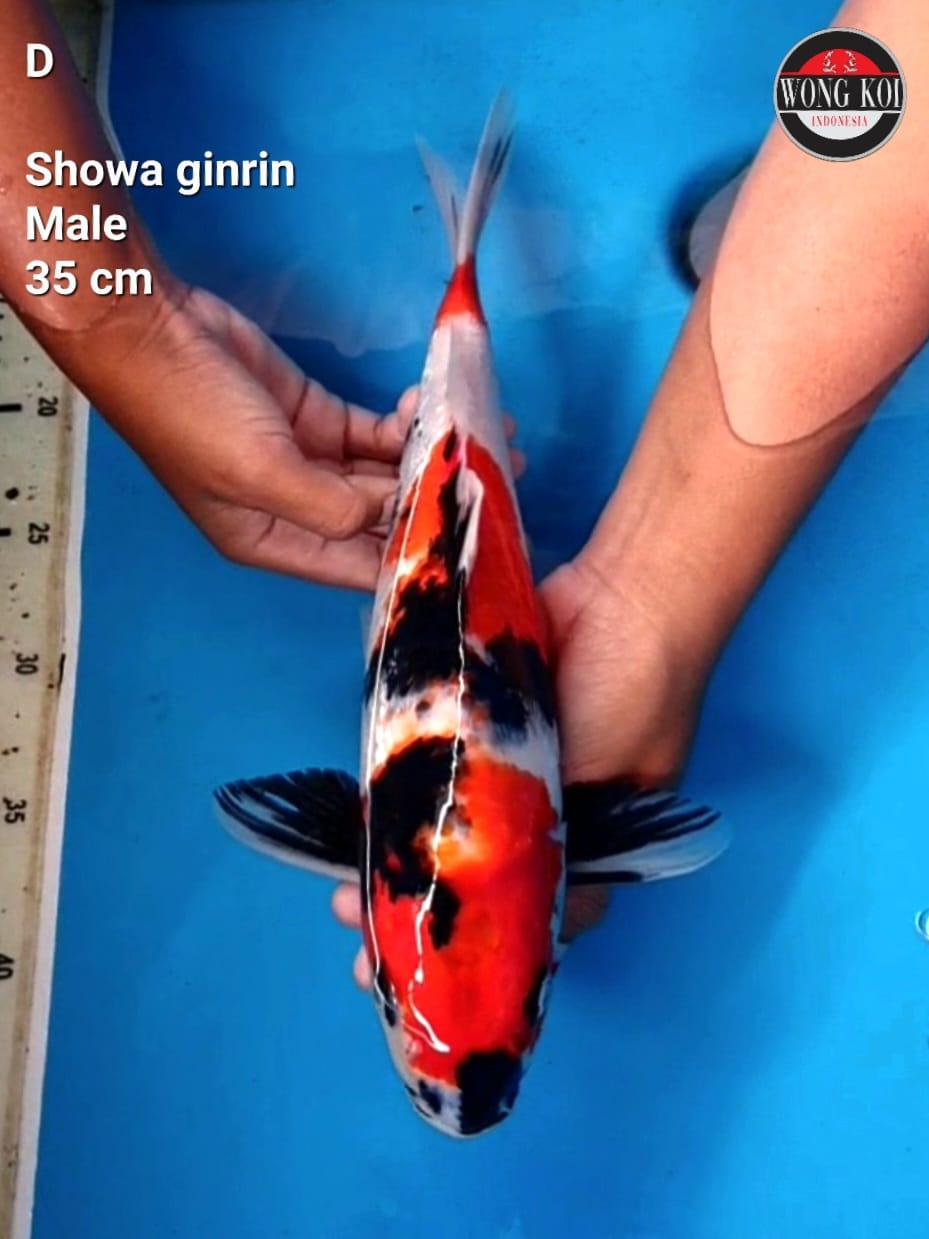 SHOWA GINRIN HIGH QUALITY 35cm