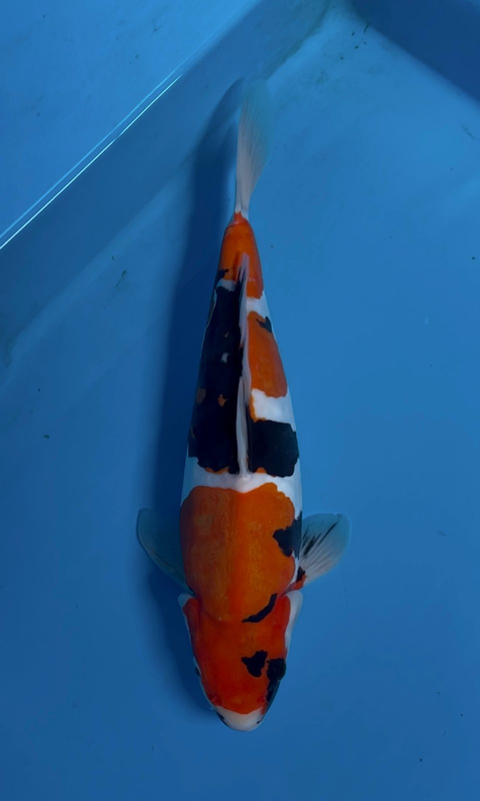 SHOWA DOITSU MURNI 33cm