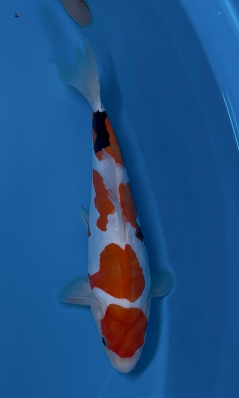 MARUTEN SHOWA DOITSU MURNI MASIH TATEGOI 35cm