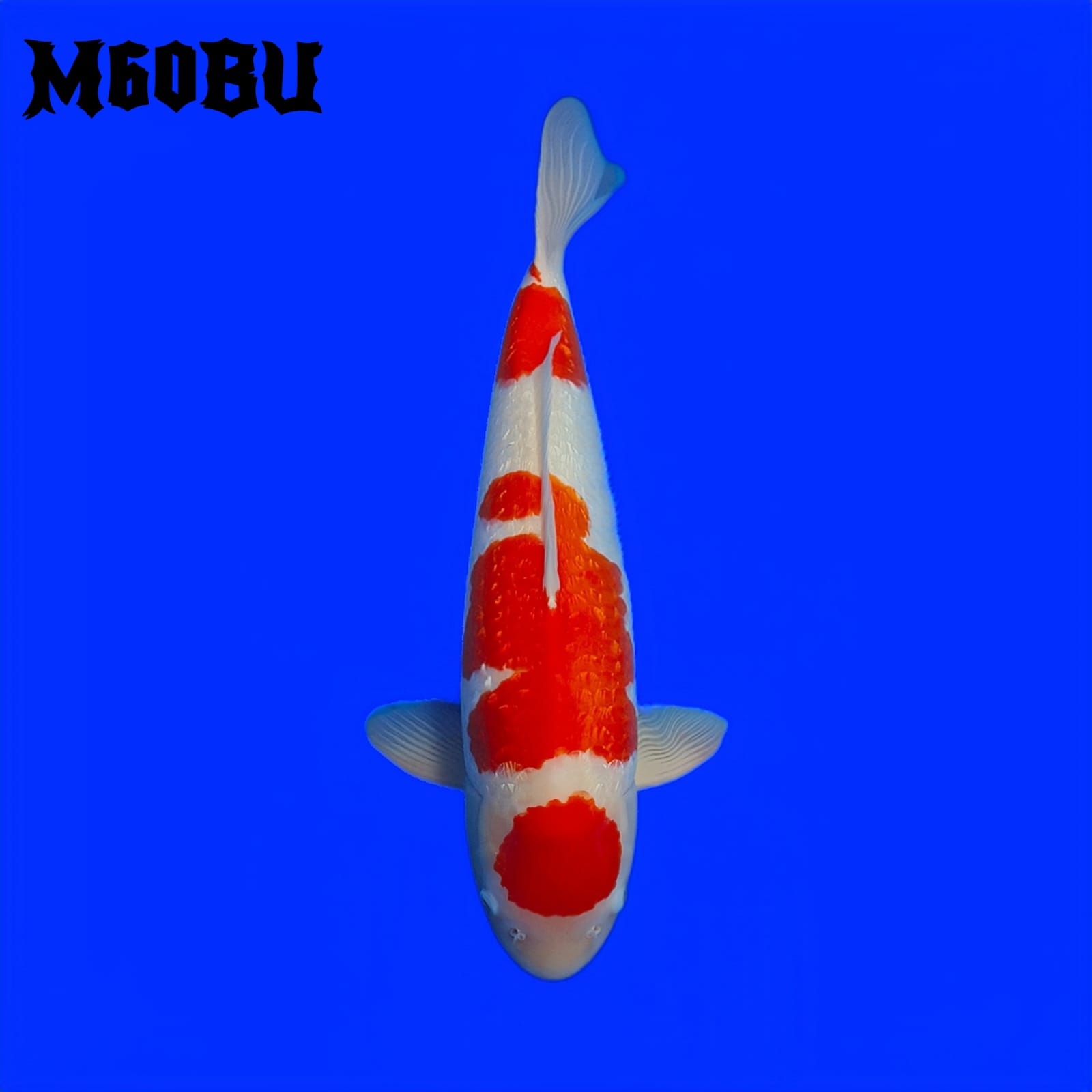 KOHAKU MARUYAMA BY SAMURAI KOI CENTER 60cm