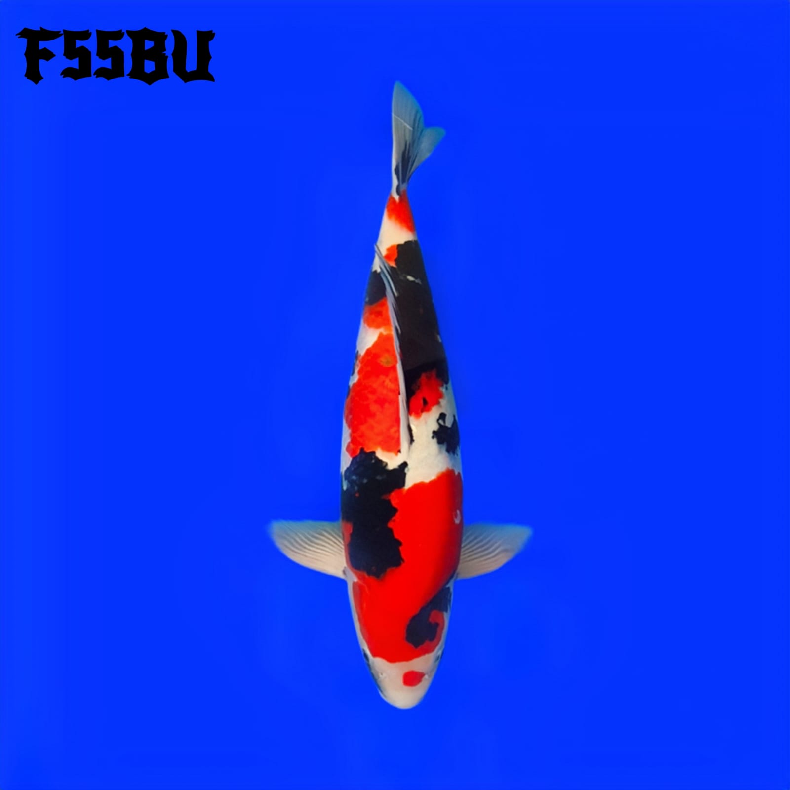 SHOWA ISA KOI FARM NON SERTI 55cm