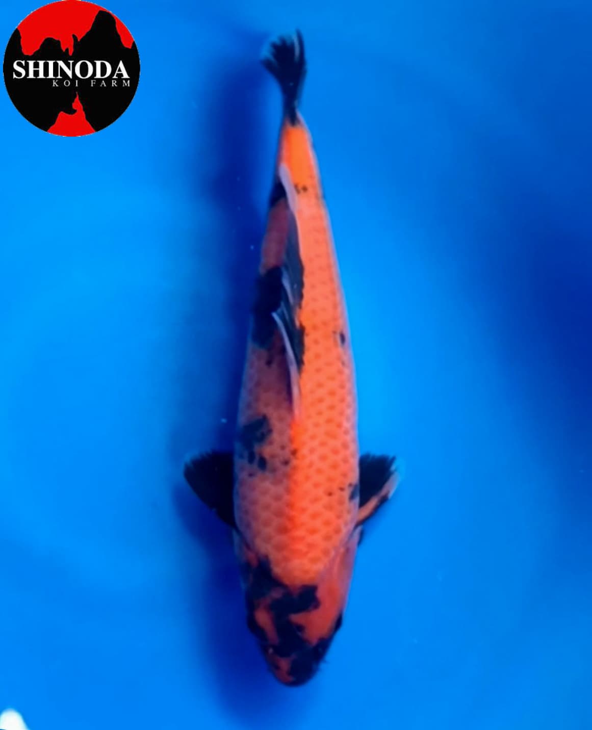 HIUTSURI SHINODA 29cm