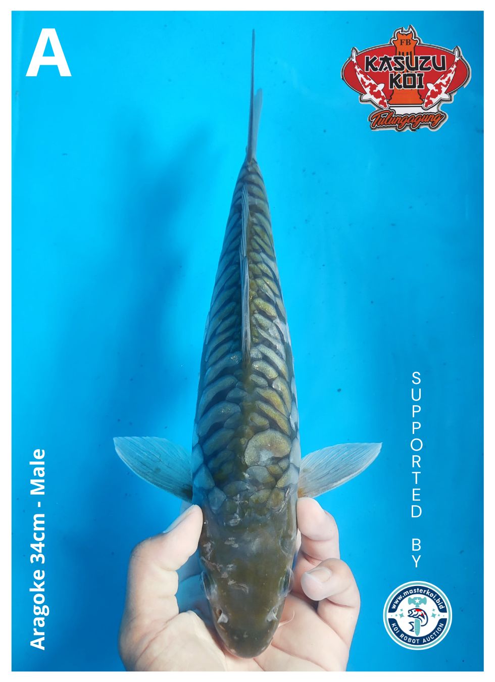 ARAGOKE 34cm