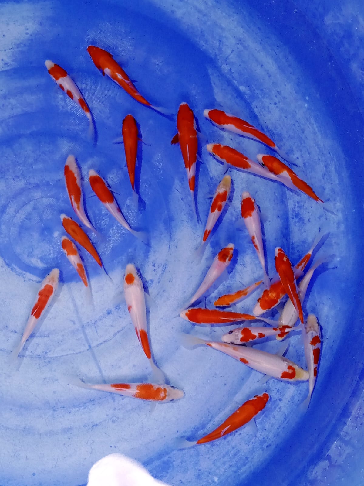 KOHAKU 25 EKOR 1018cm