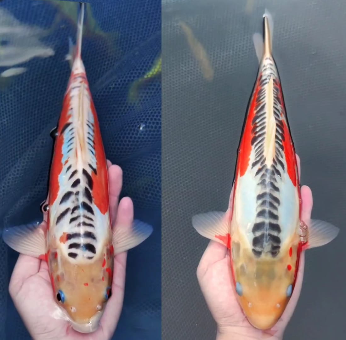 SHUSUI F1 YAMAJU 2 EKOR BAHAN BODY BAGUS 34cm