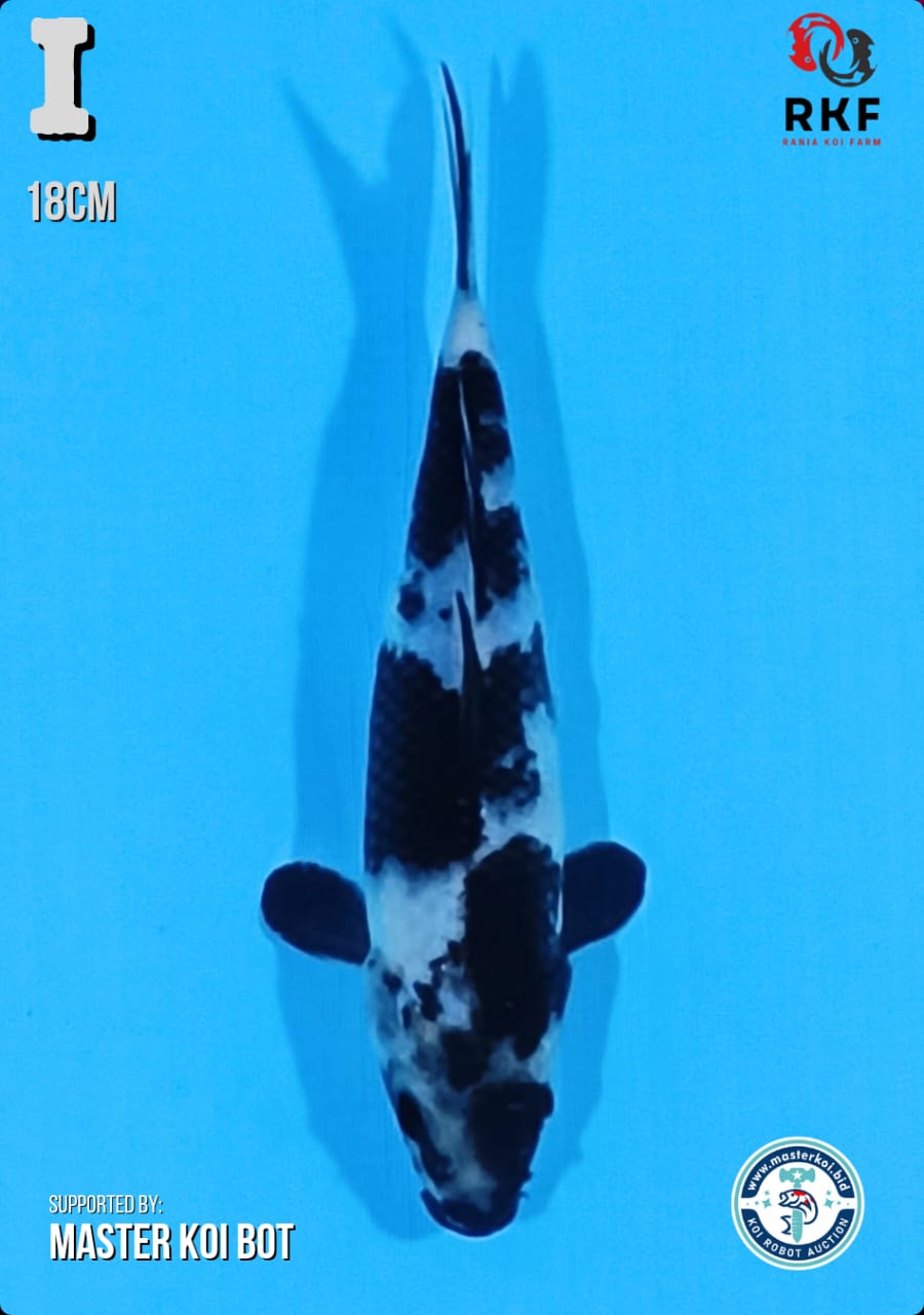 SHIRO ISTIMEWA 16cm