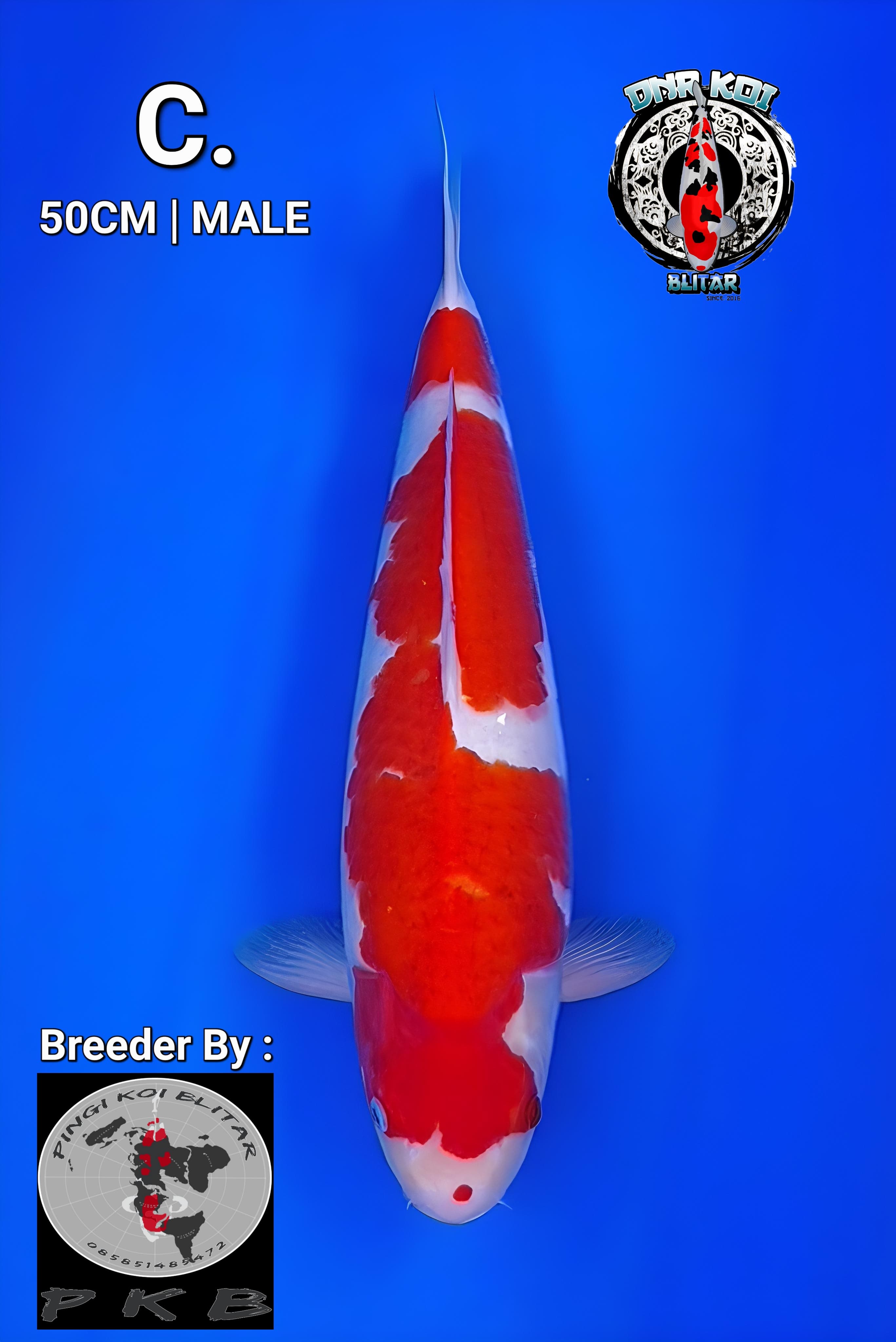 KOHAKU ORIGINAL HQ BREEDER PINGI KOI BLITAR MALE 50cm