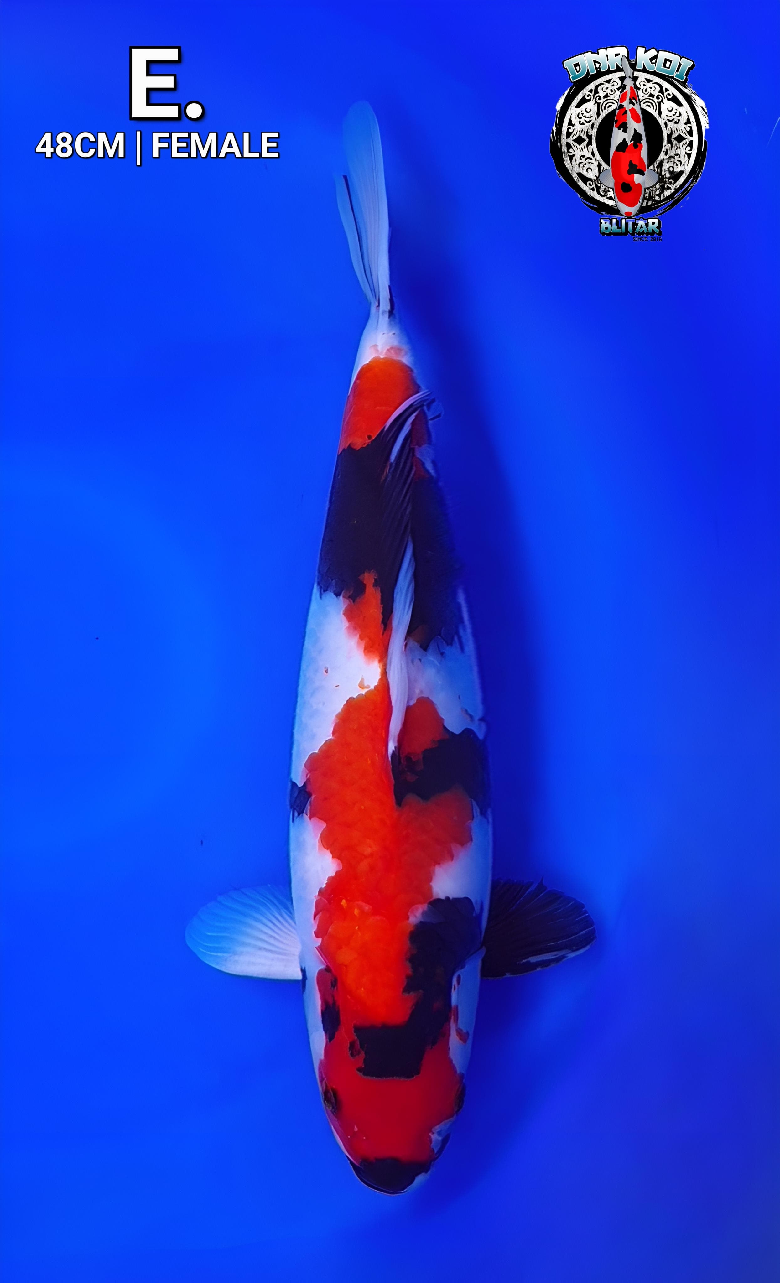 SHOWA ORIGINAL SQ SKIN HALUS FEMALE 48cm