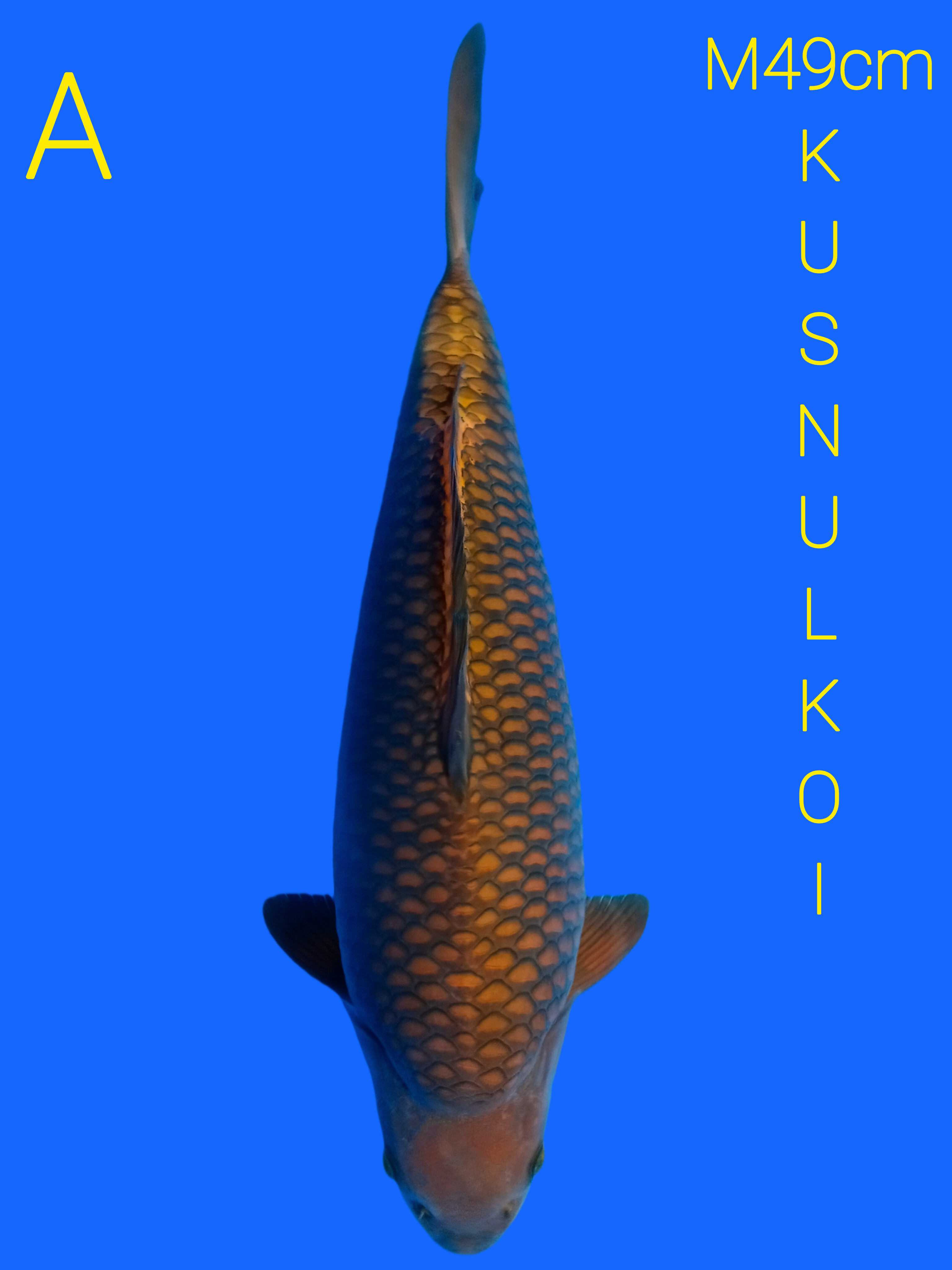 SUPER CAGOI SQ SUPER FUKURIN BY KKF49cm